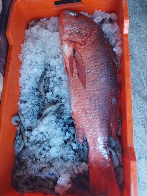 Pescadería Isla de Ahuacatlan image 1