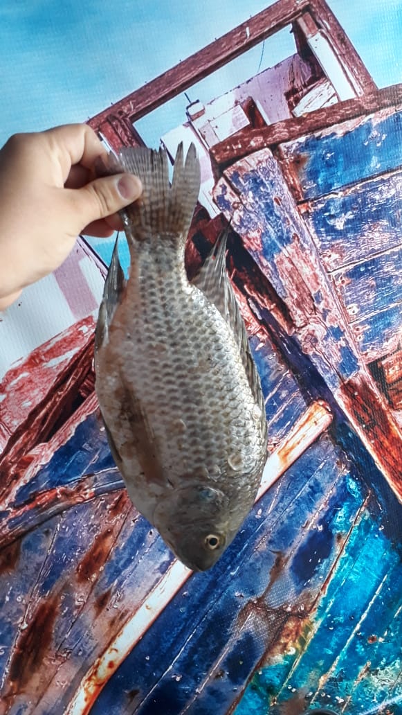 Pescadería Isla de Ahuacatlan image 2