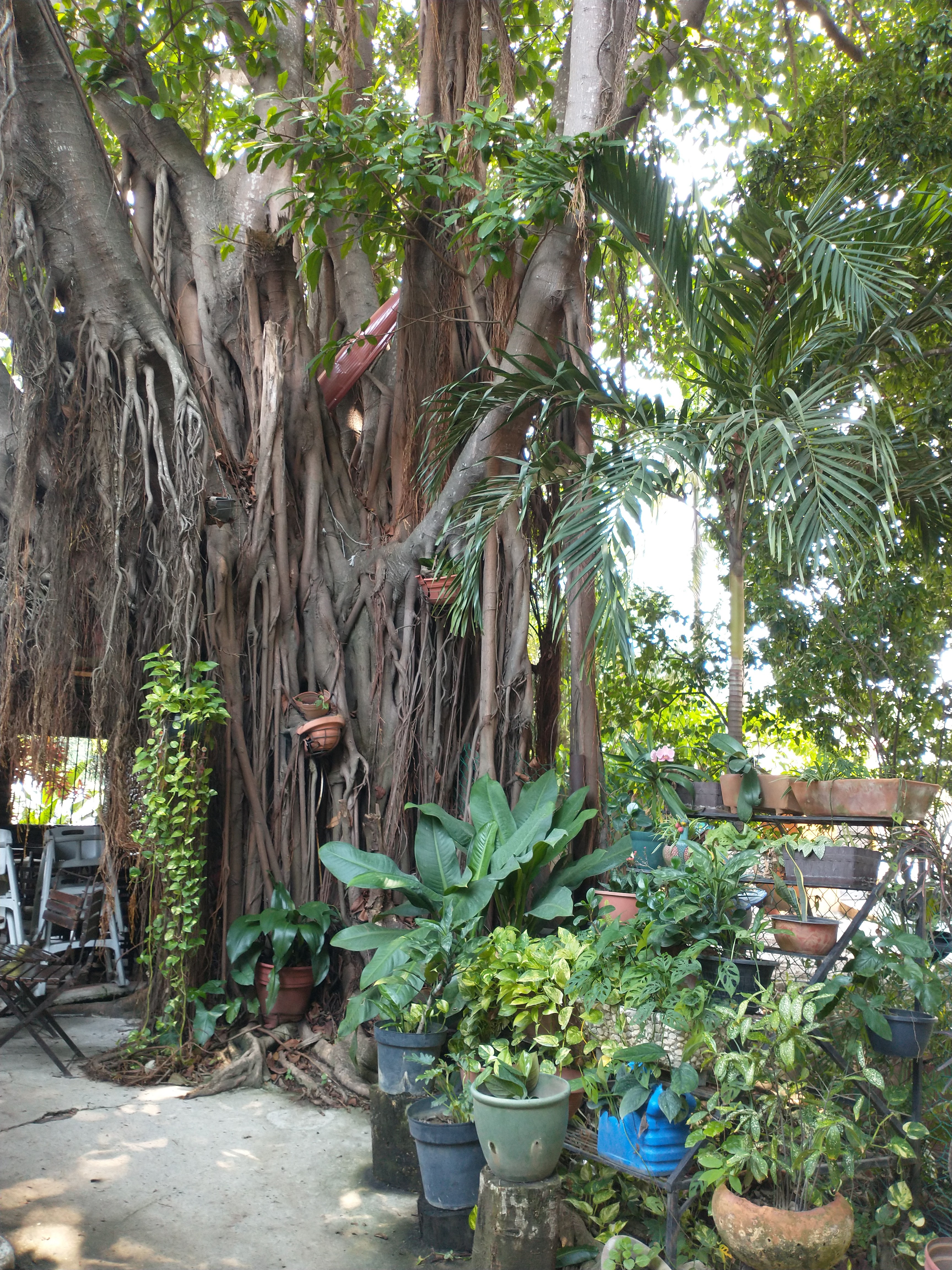 El Rincon Tabasqueño image 9