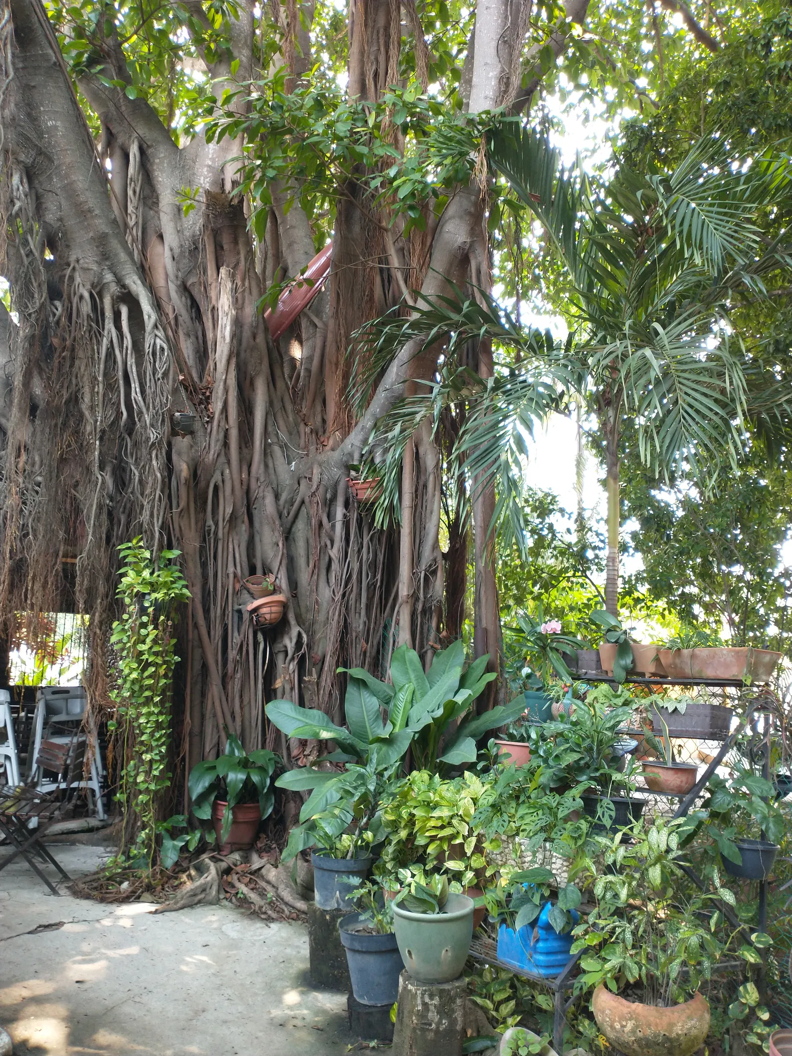 El Rincon Tabasqueño image 9
