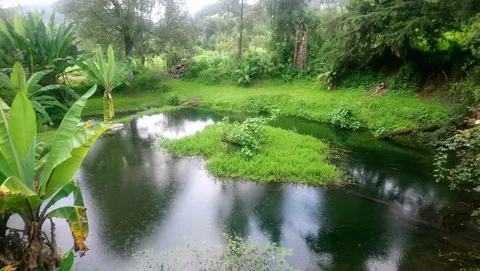 El Naranjo image 1