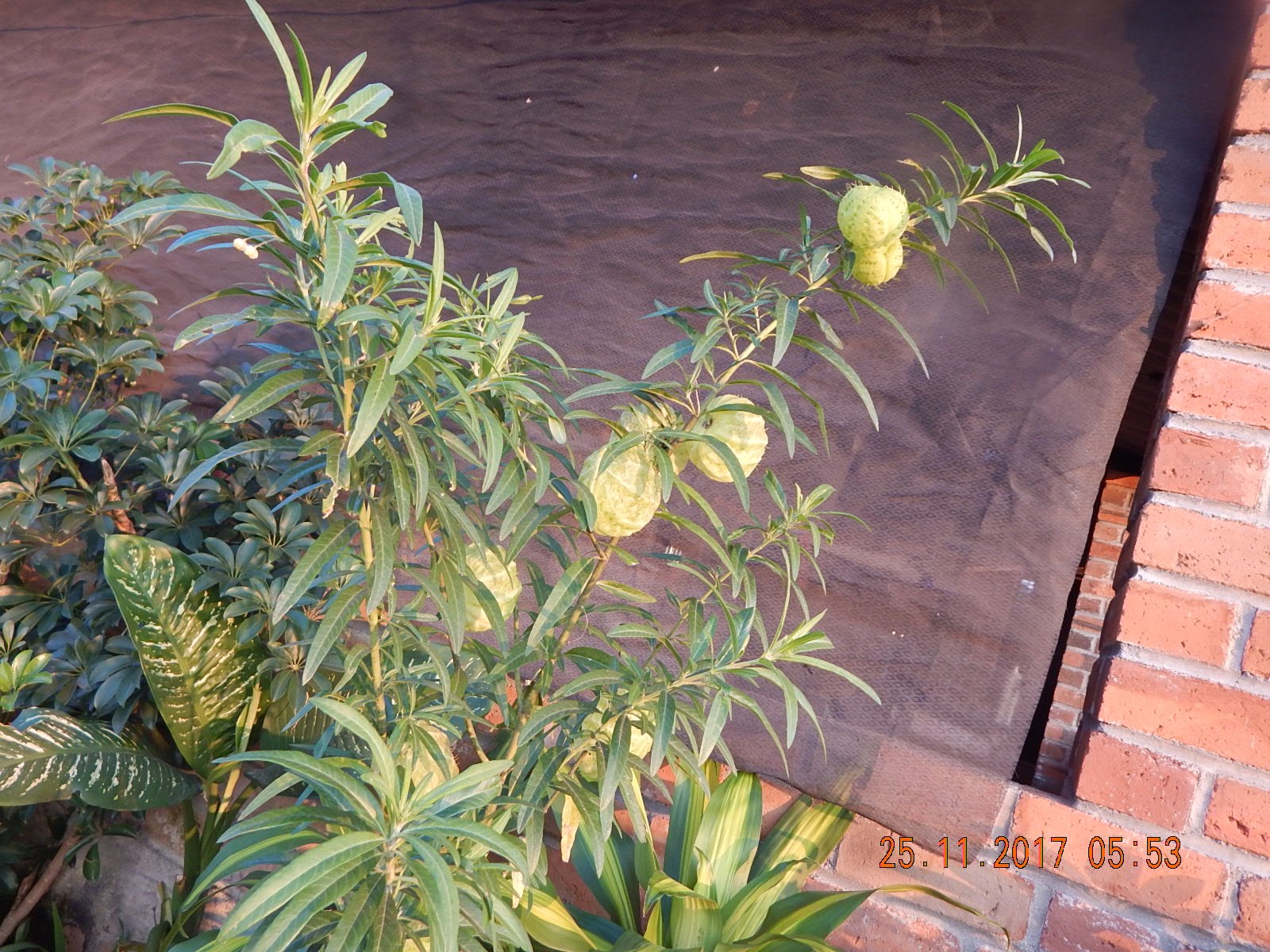 Hamburguesas Y Pizzas Dante image 9