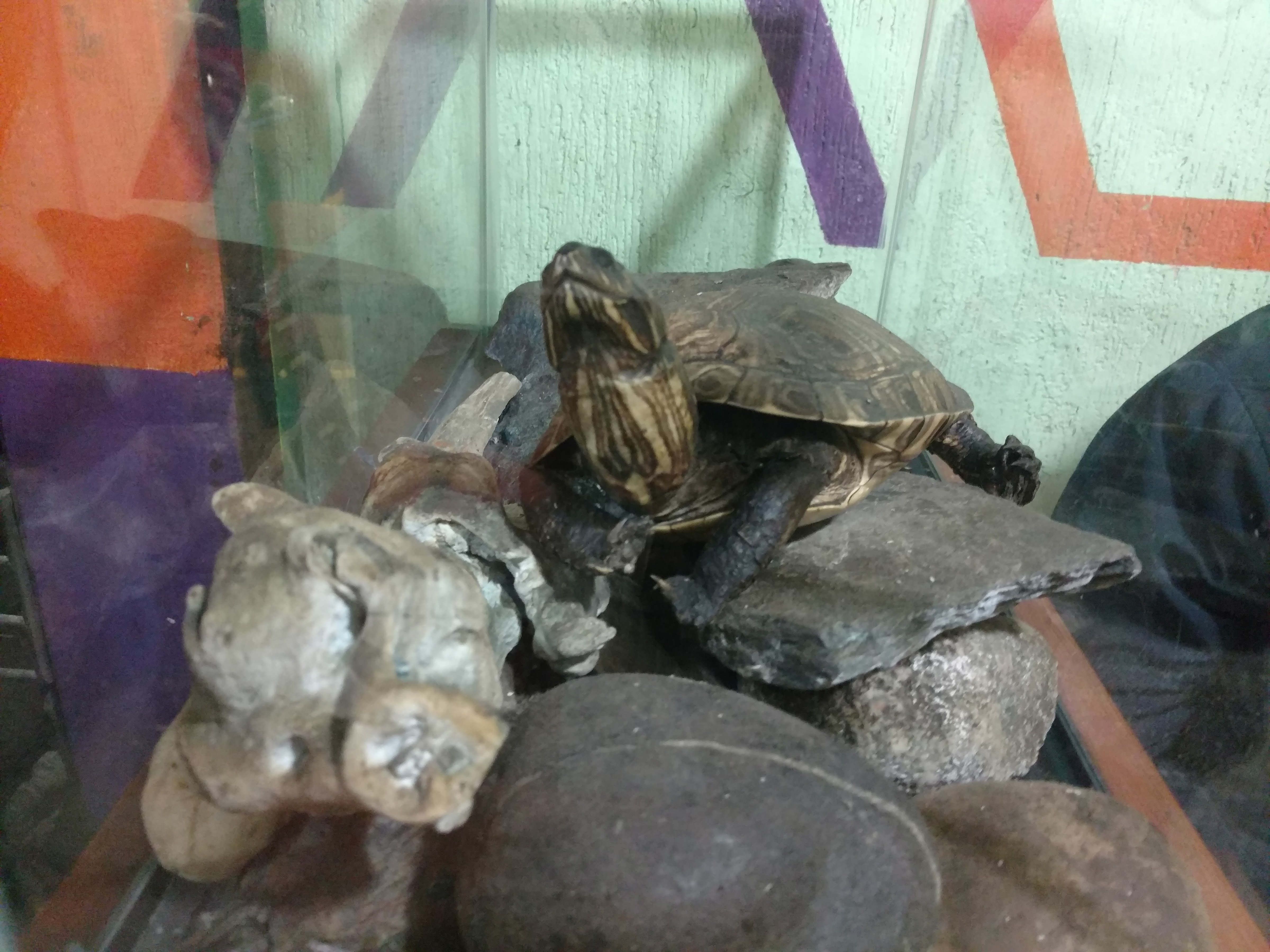 Cenaduría La Tortuga image 4