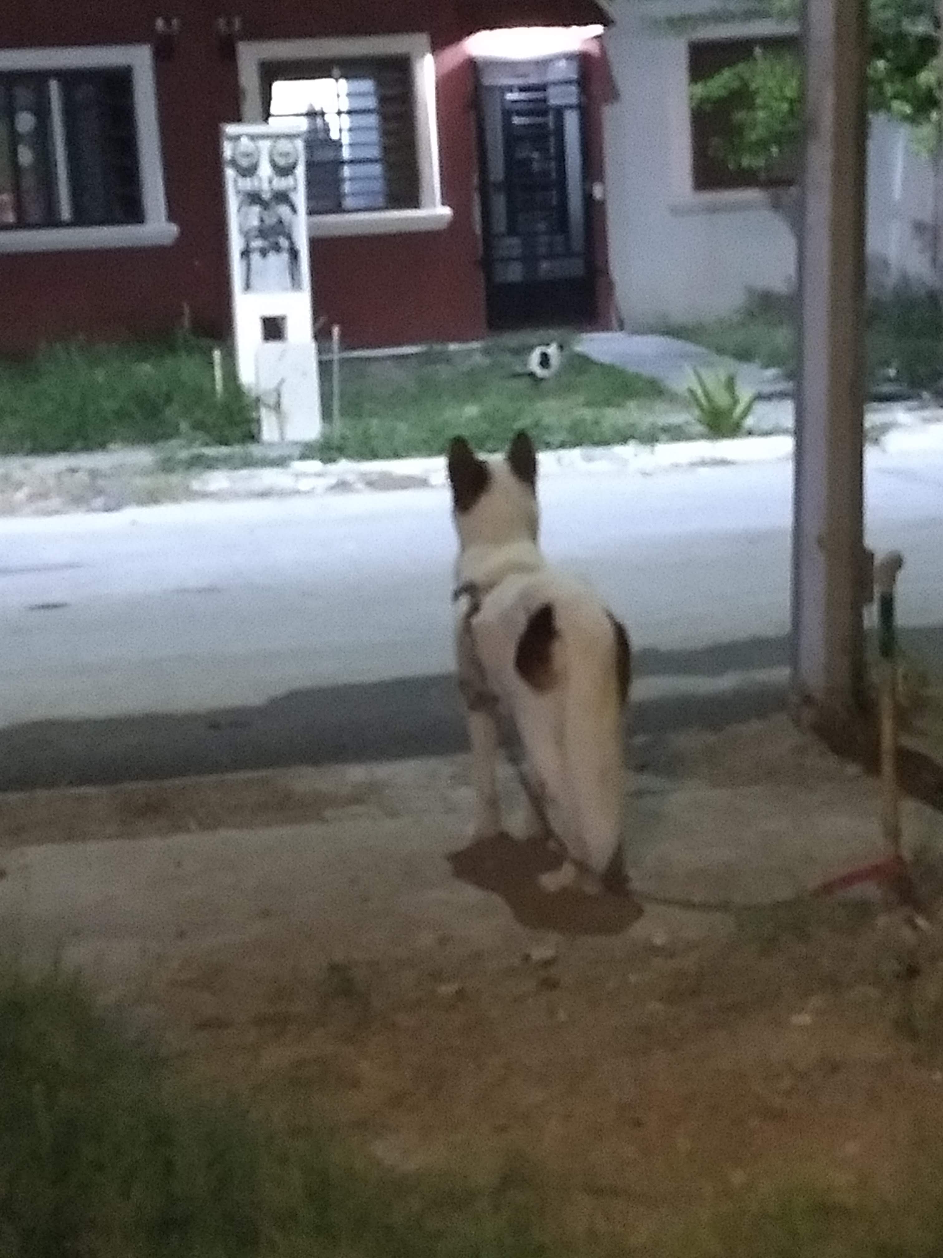 Tacos "Los Angeles" image 5