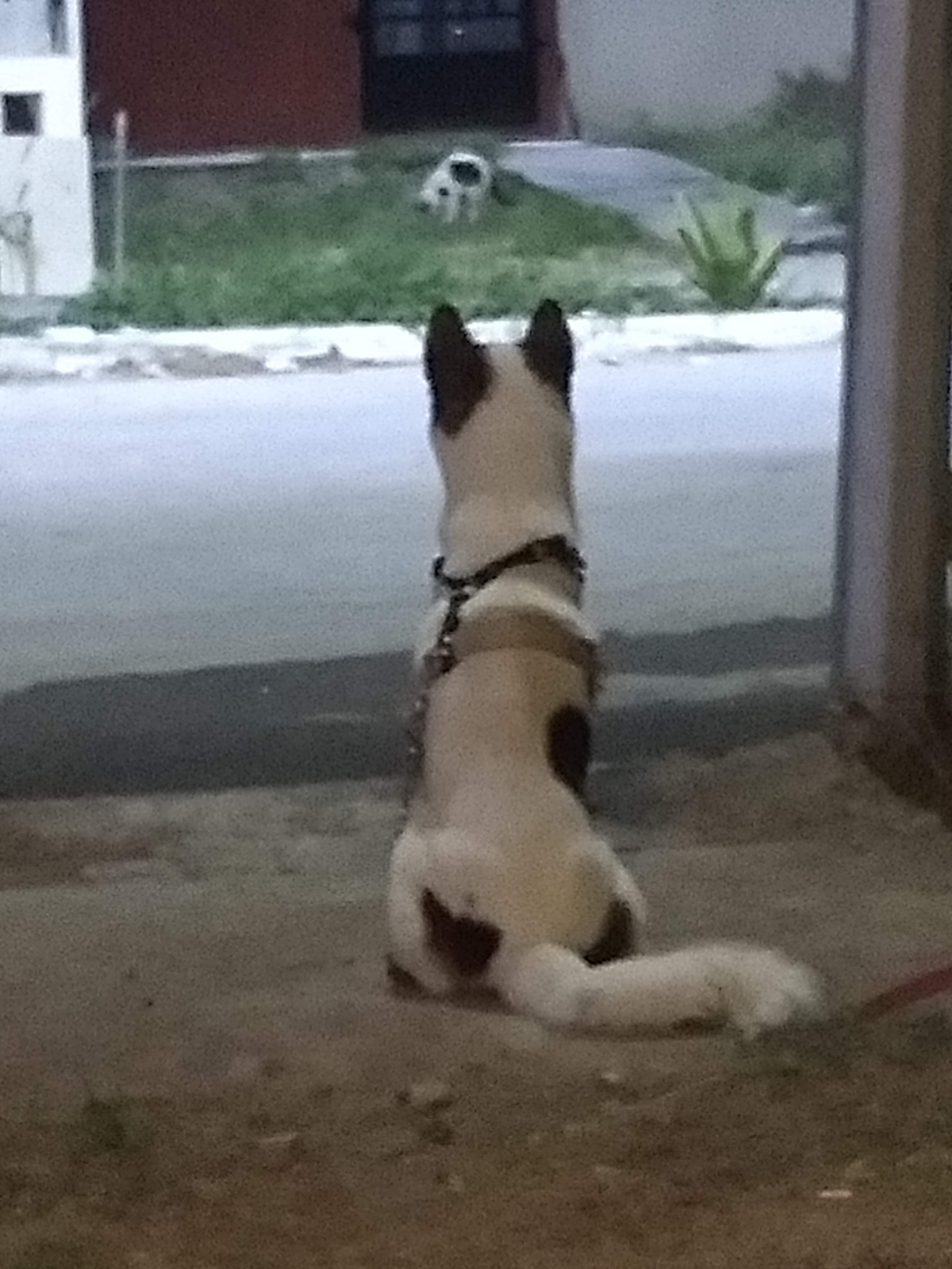 Tacos "Los Angeles" image 8