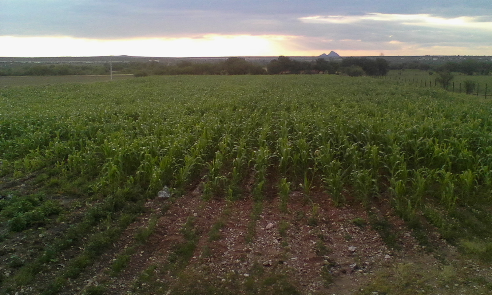 Tostycarnes el Ferrocarril image 1