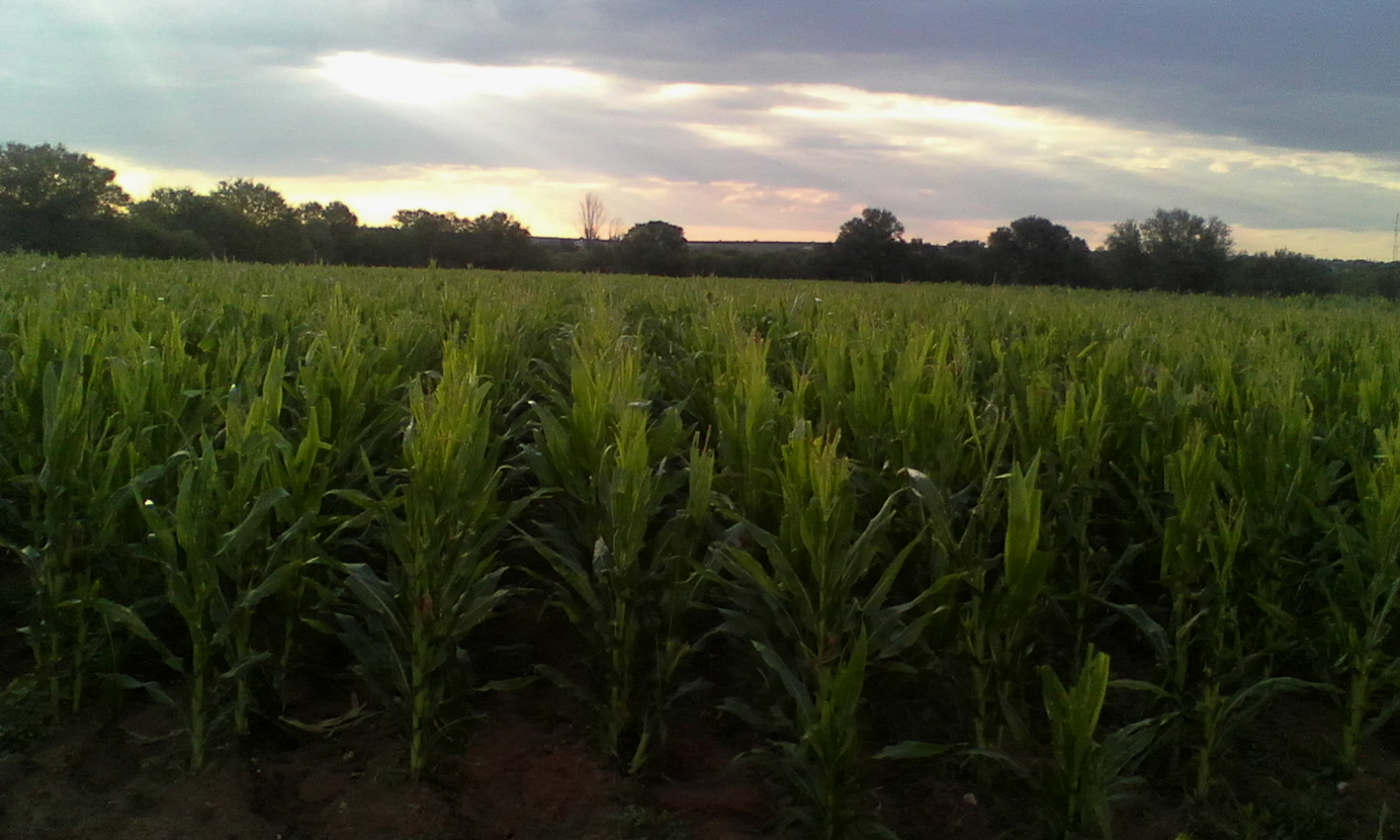 Tostycarnes el Ferrocarril image 5