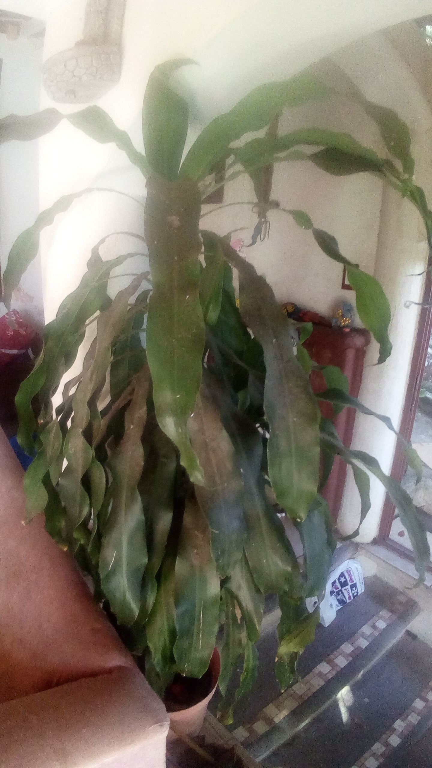 Restaurant San Carlos image 2