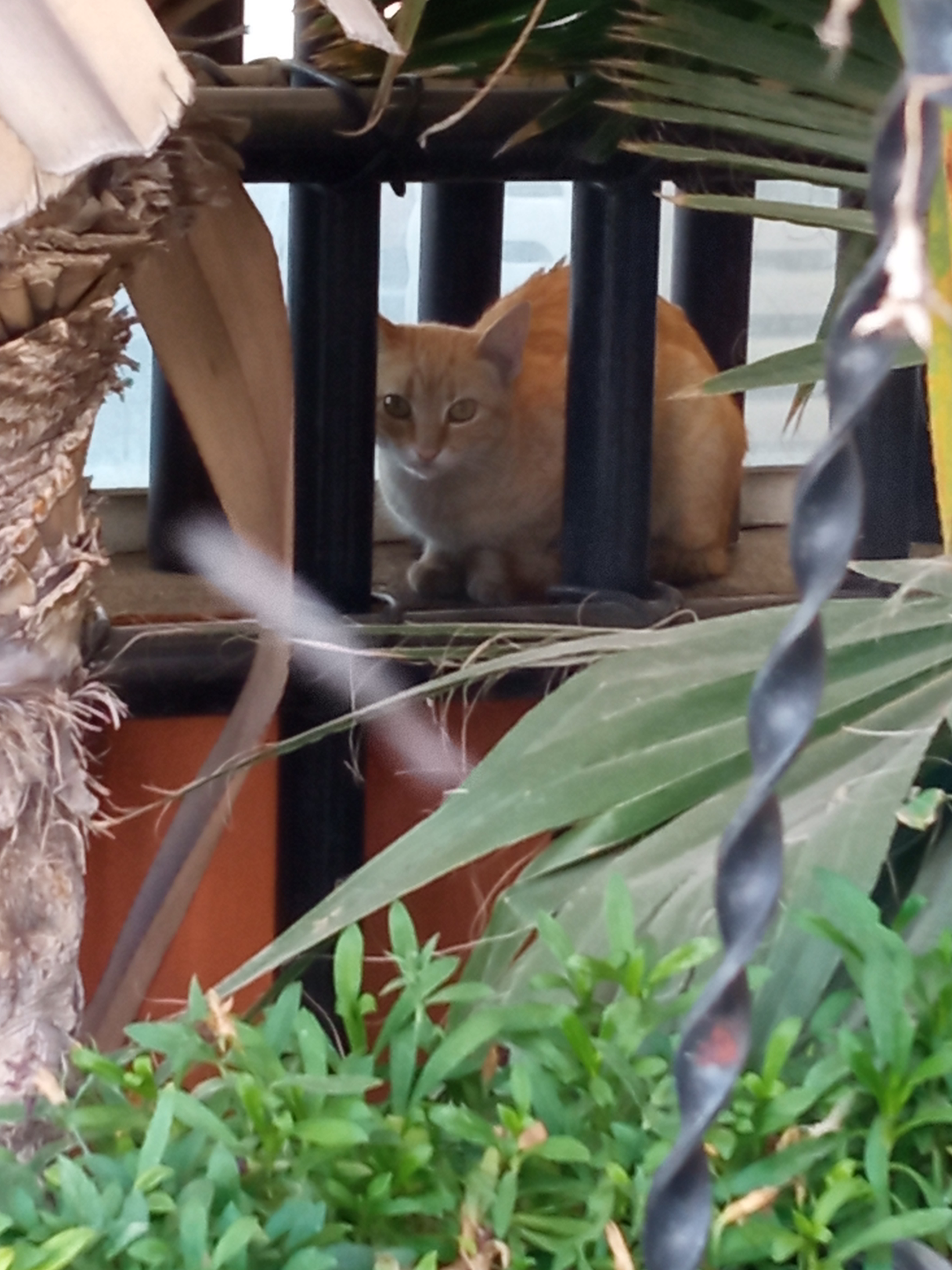 Pollos Chiltepec image 8