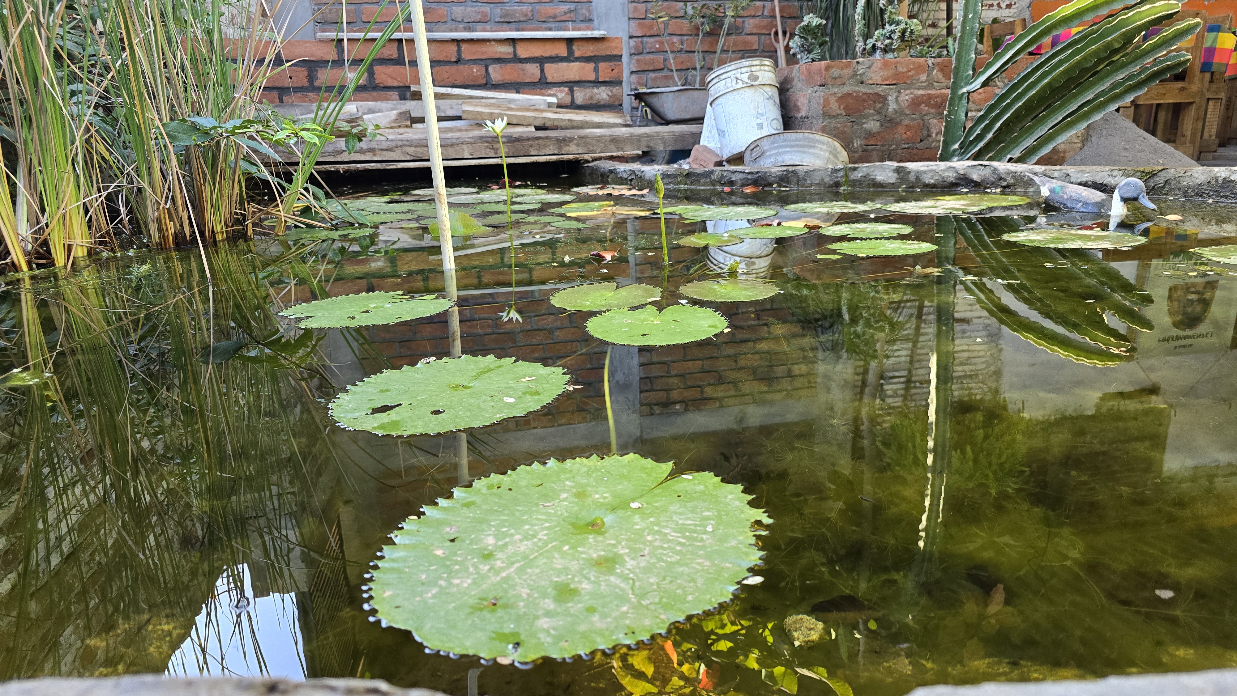 Jacalito Mío image 3