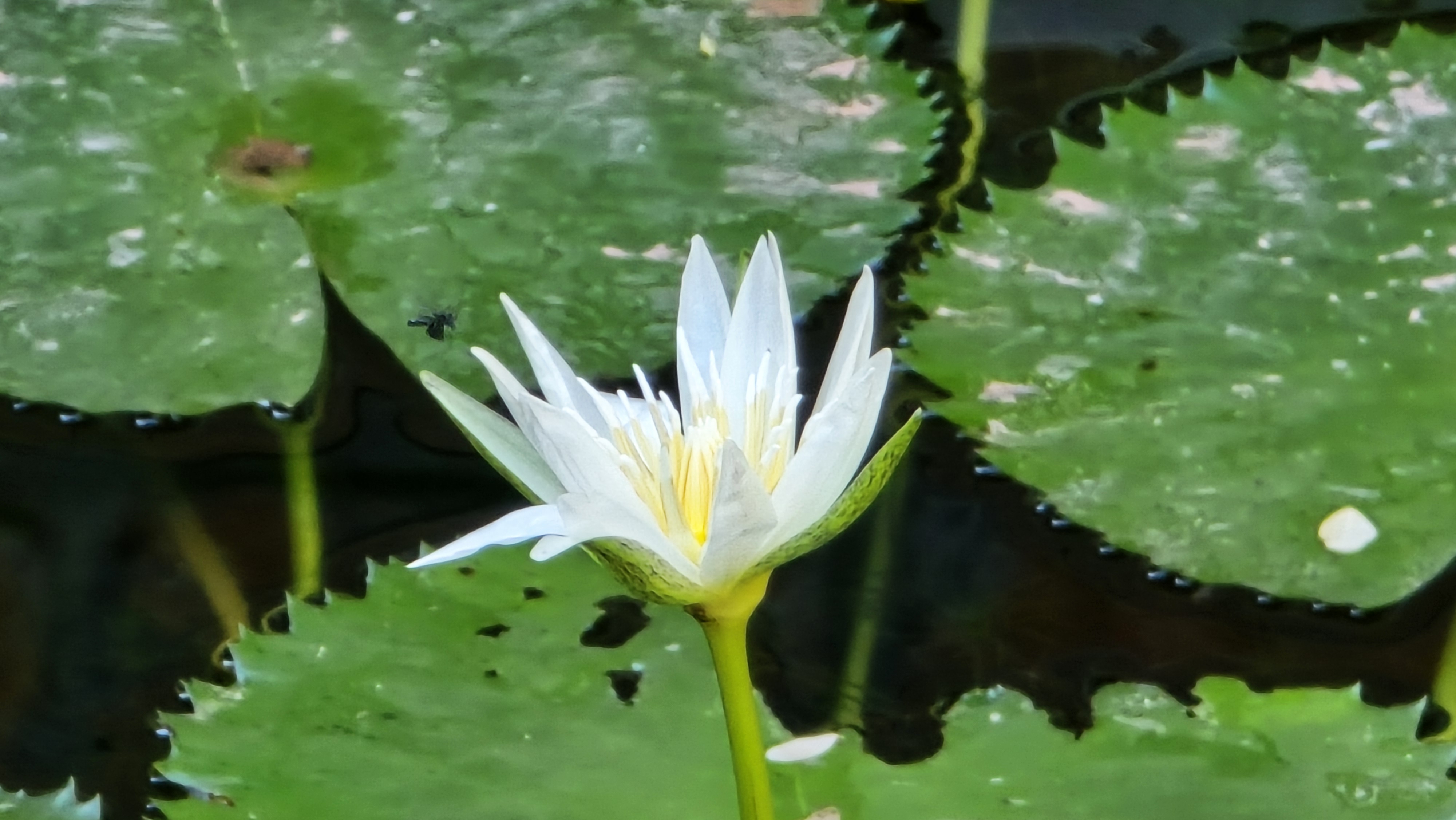 Jacalito Mío image 6