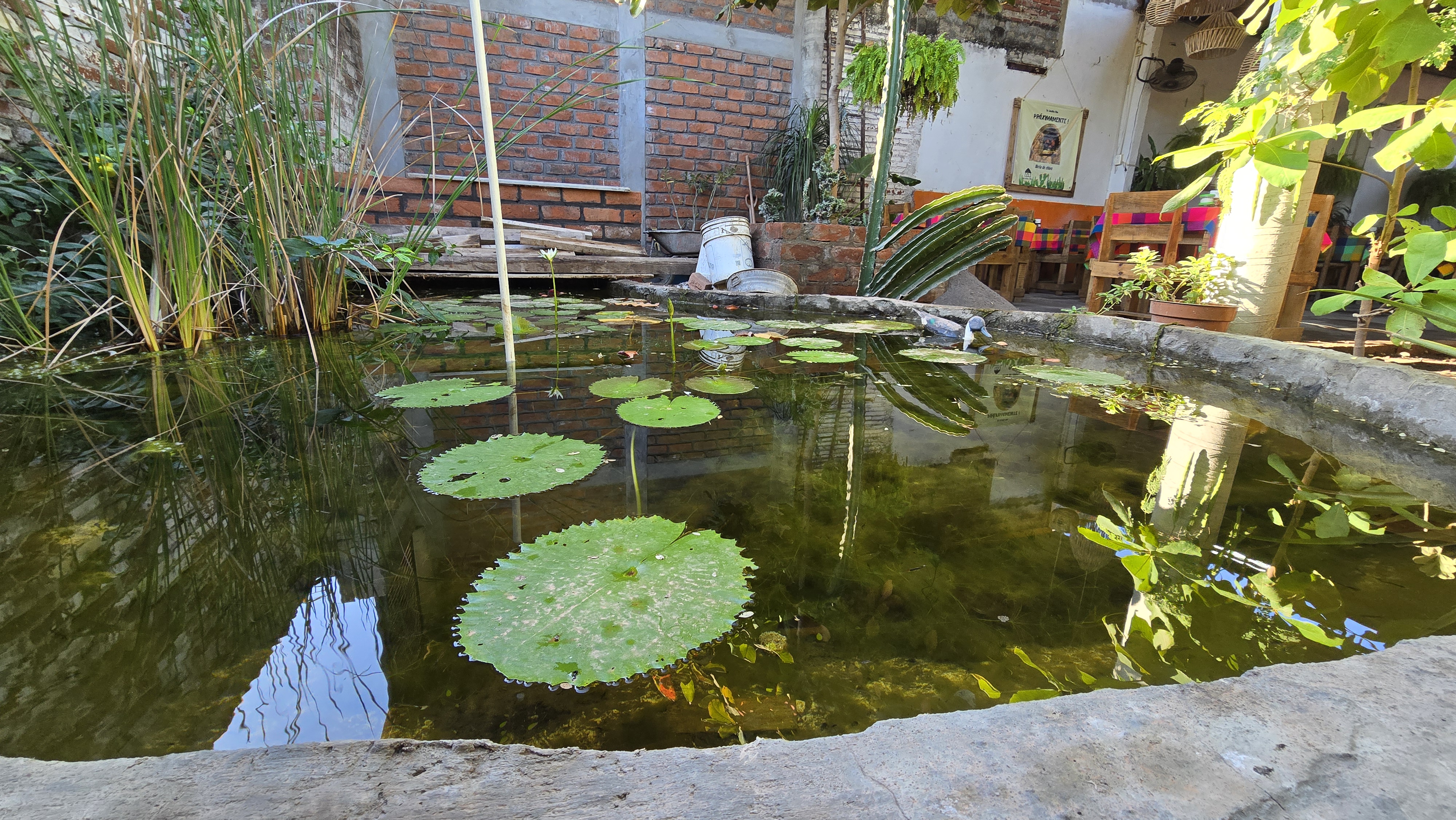 Jacalito Mío image 8