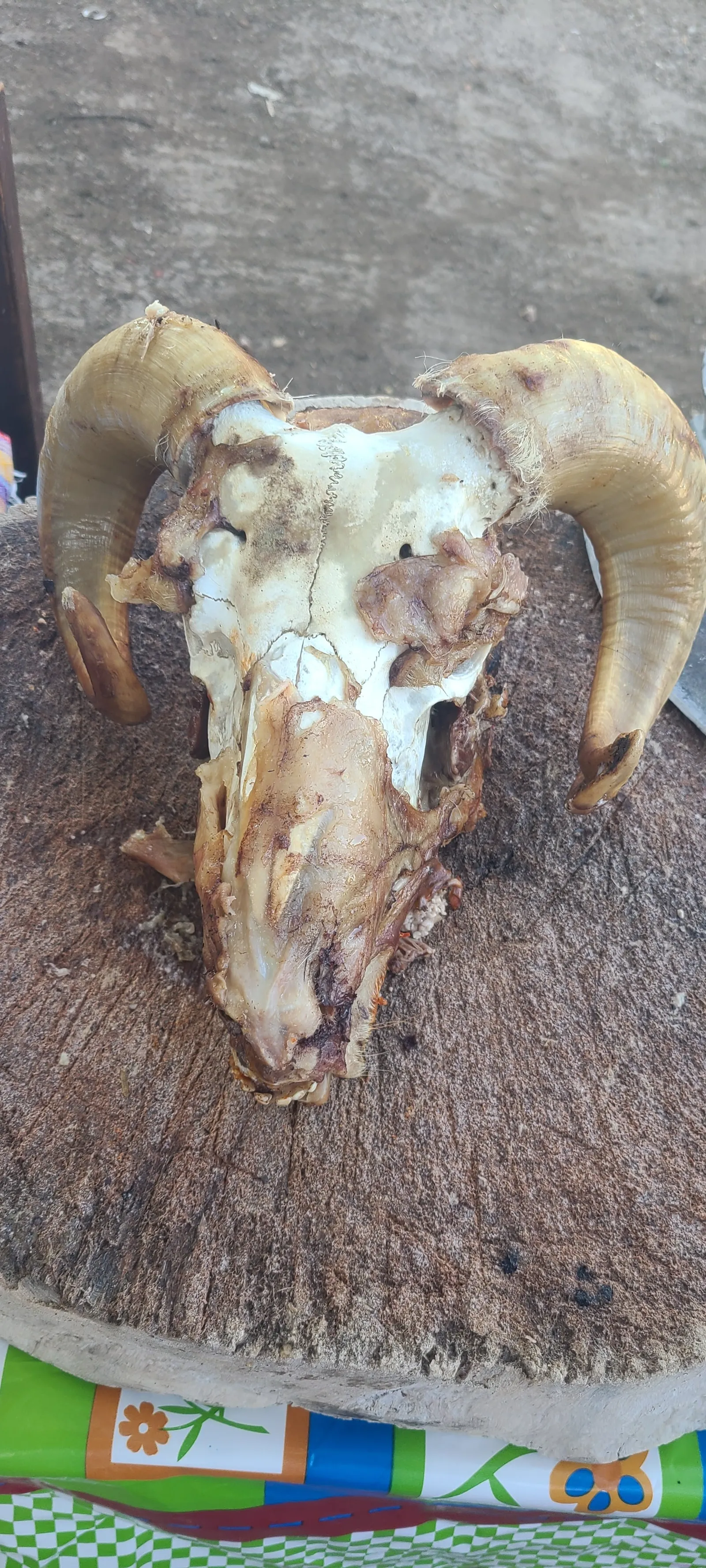 Barbacoa del señor Alberto Montero image 3