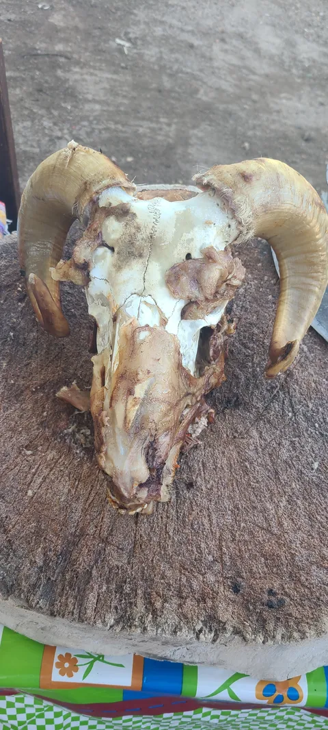 Barbacoa del señor Alberto Montero image 3