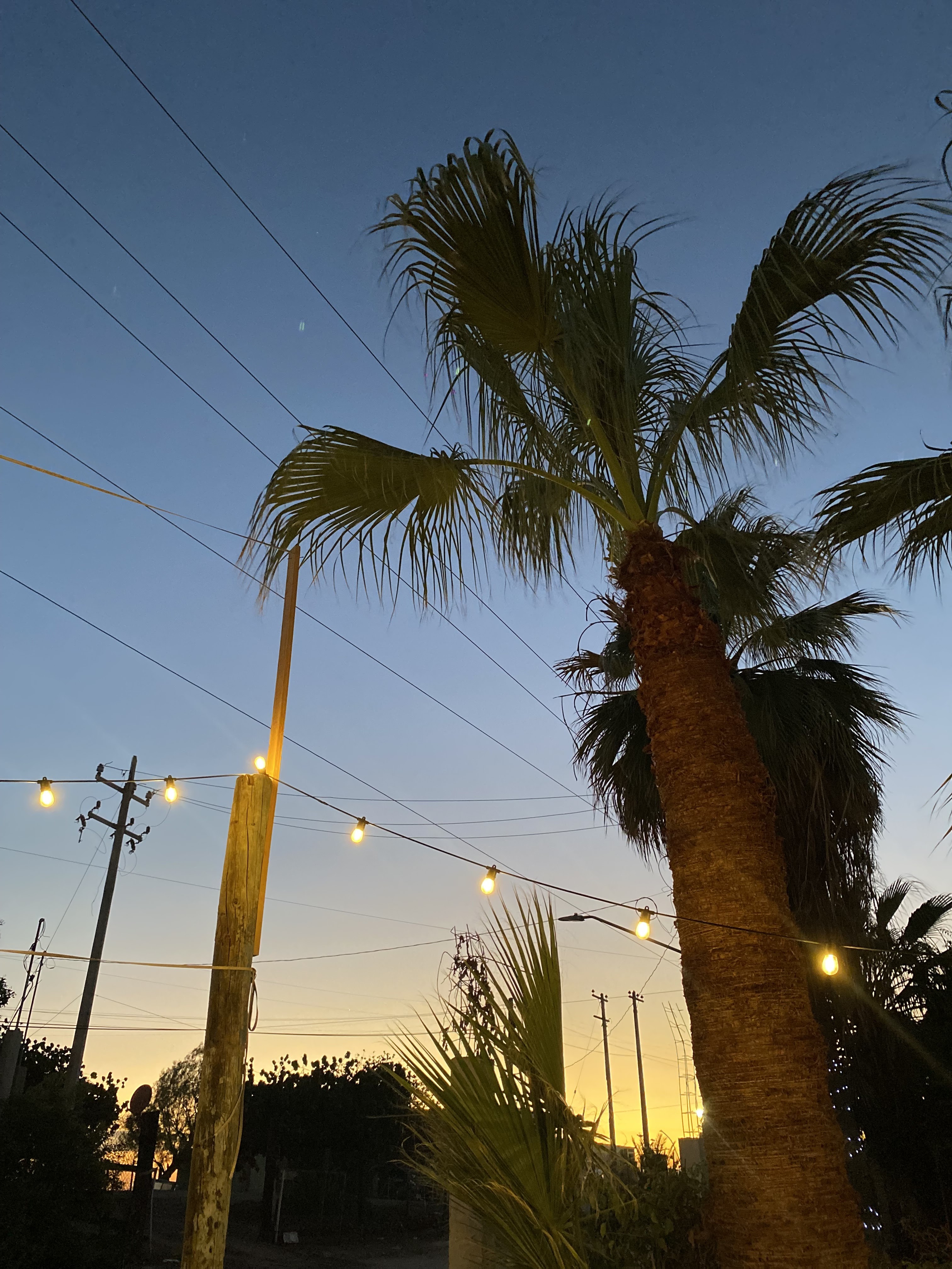 Cabetroon burros percherones image 5