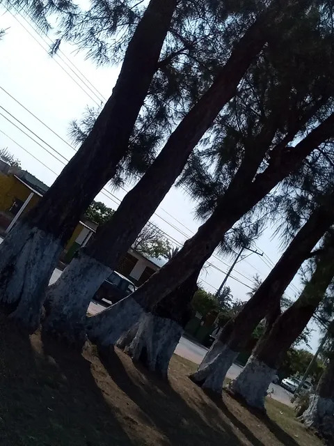 DON ANTON image 5