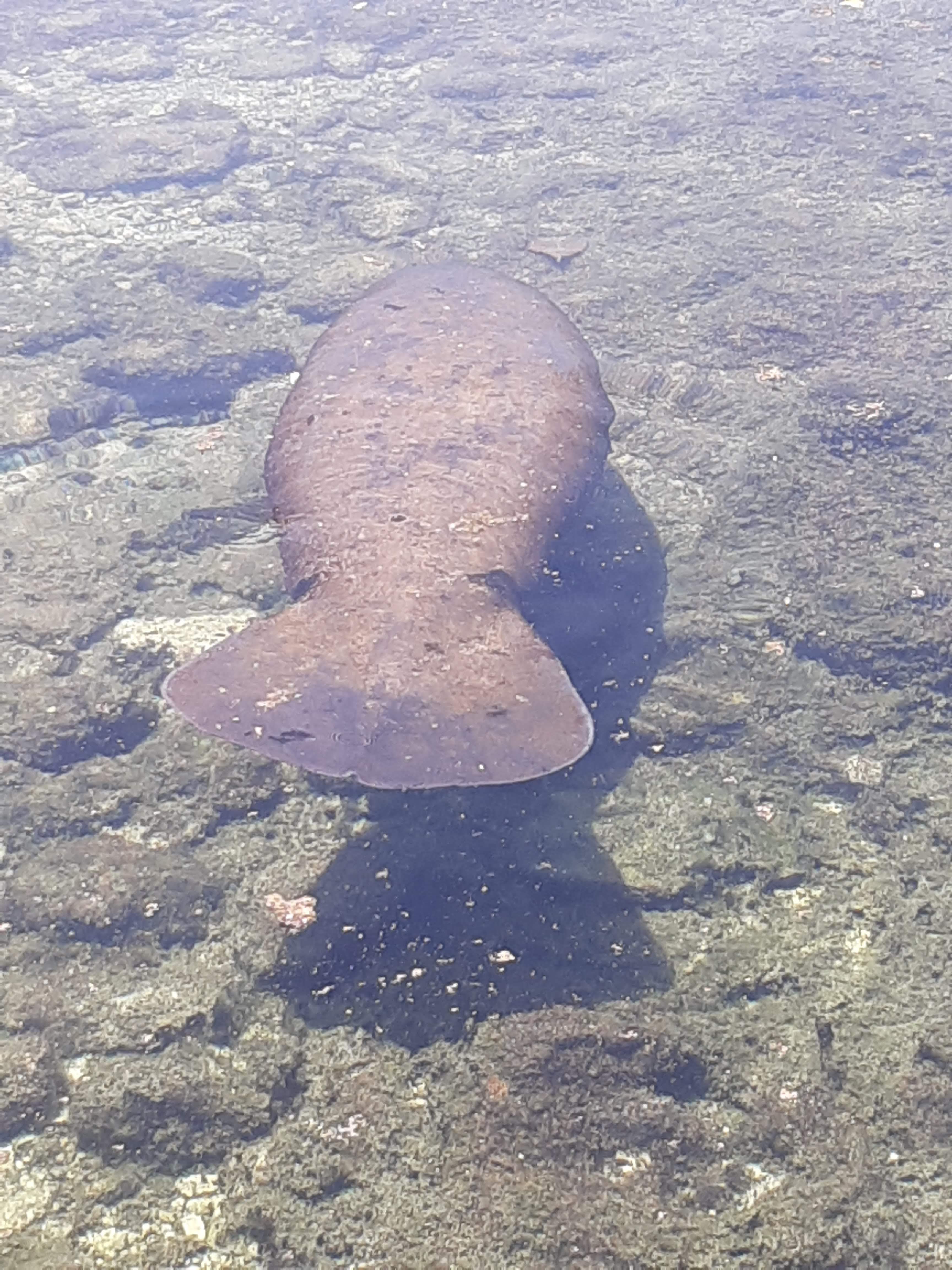 Palapa Manati image 7