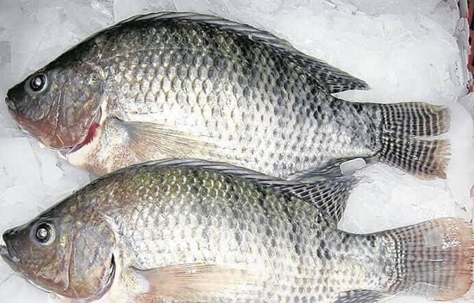 Don Camarón Olinalá image 10