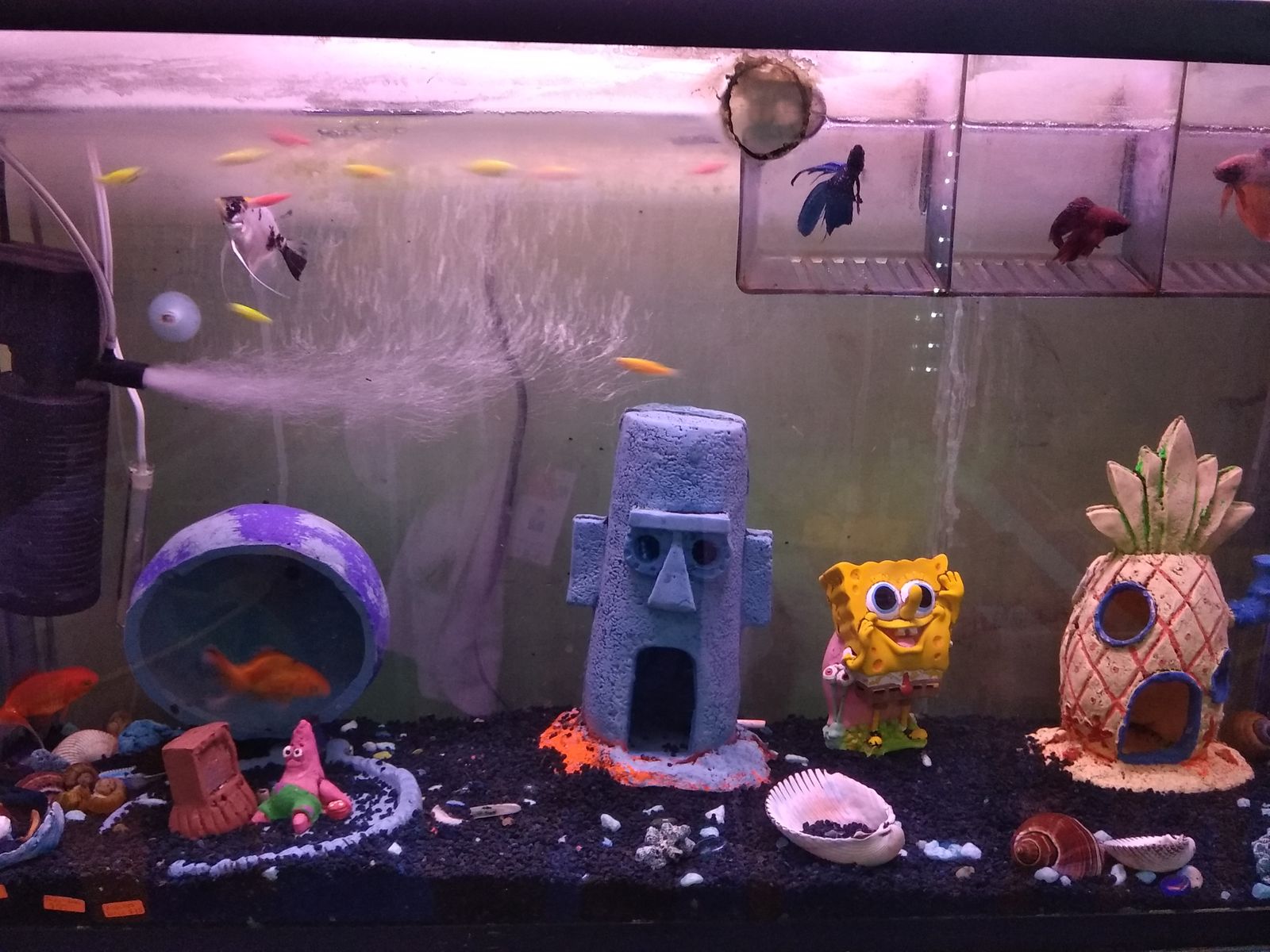 Él crustáceo cascarudo image 5