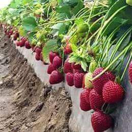 Pizzas Y Hamburguesas Yessy image 9