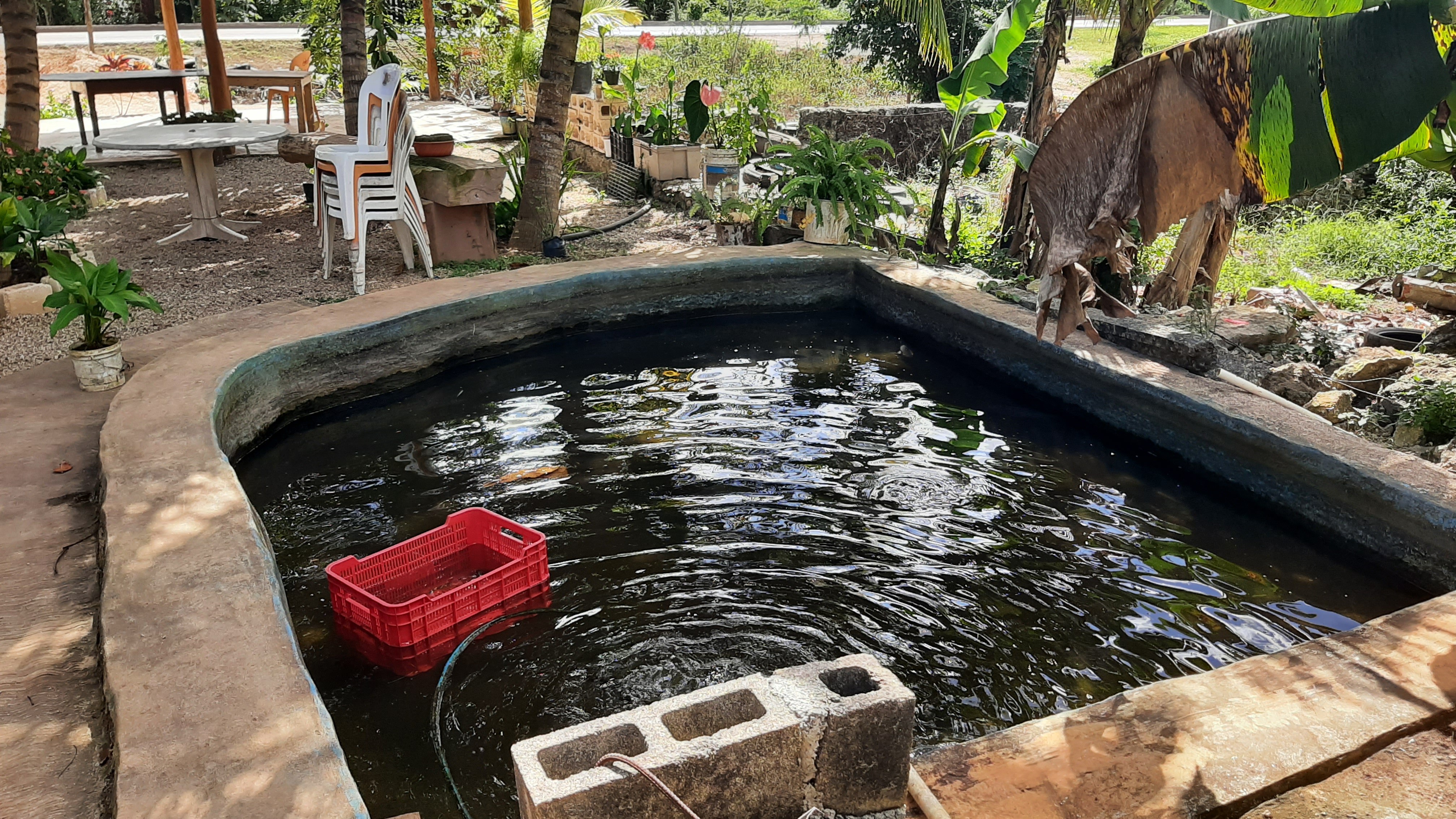 Pescado frito y desayunos image 4