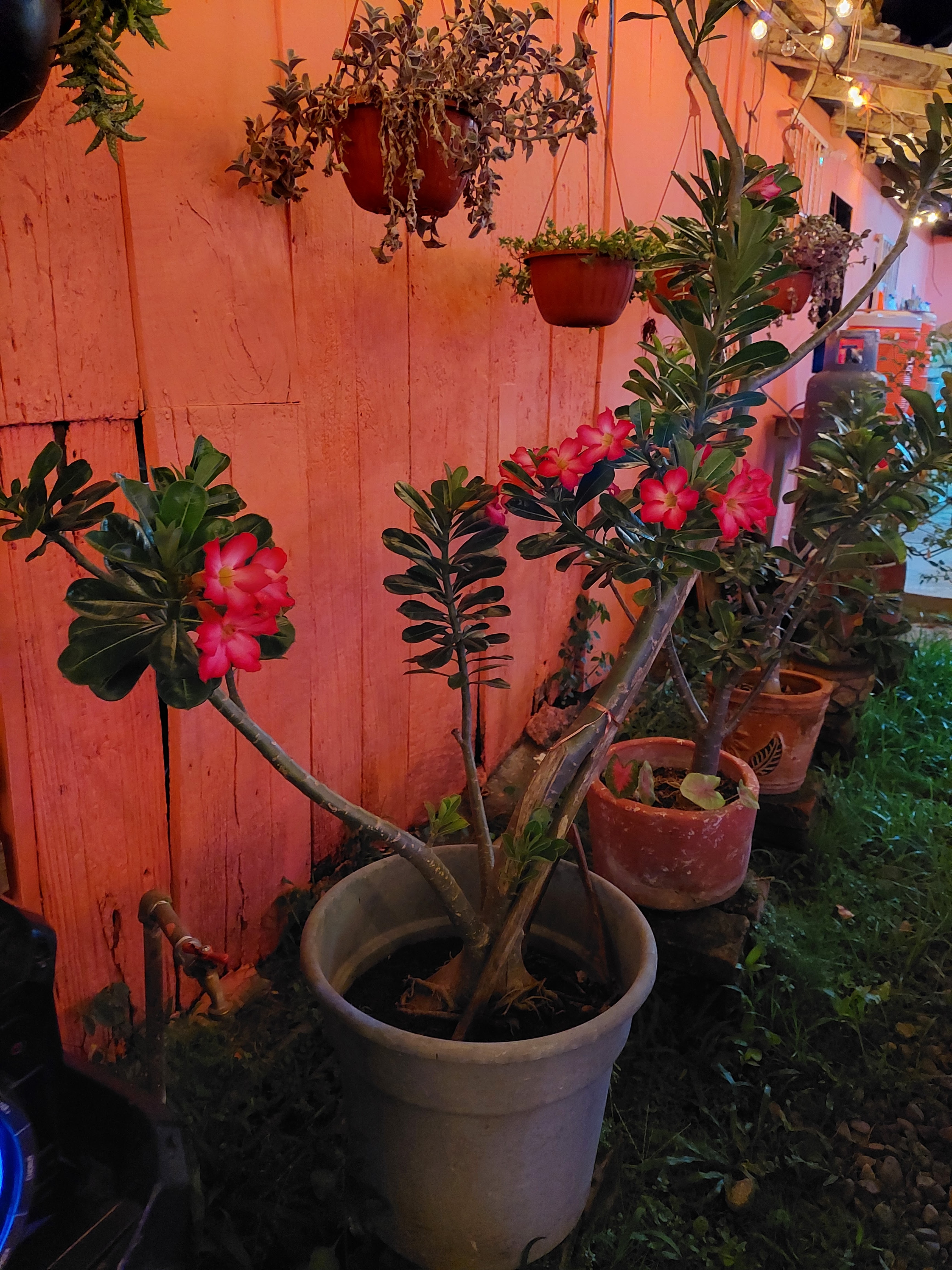 La Estación tacos image 4