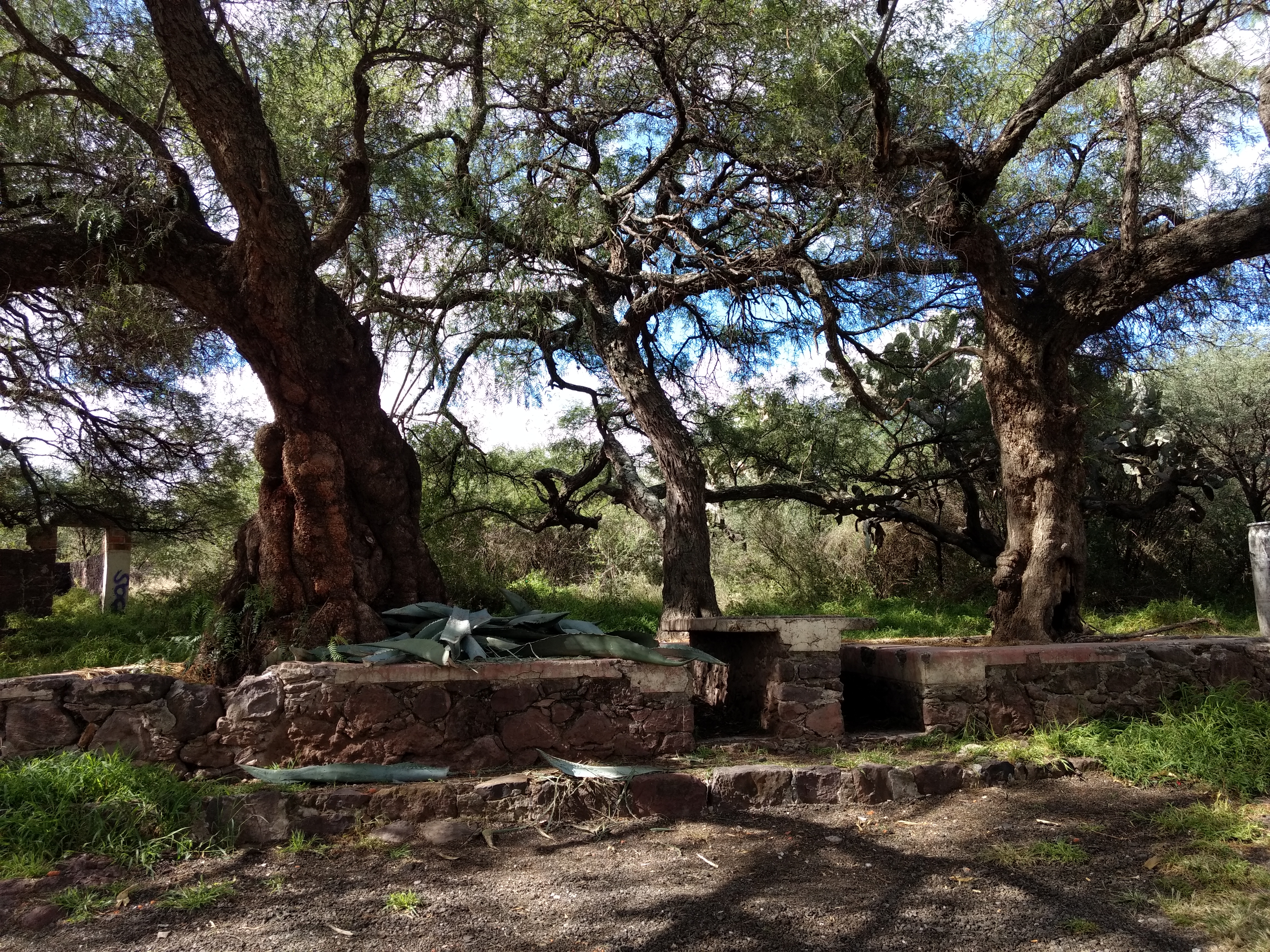 Barbacoa Ismael image 6