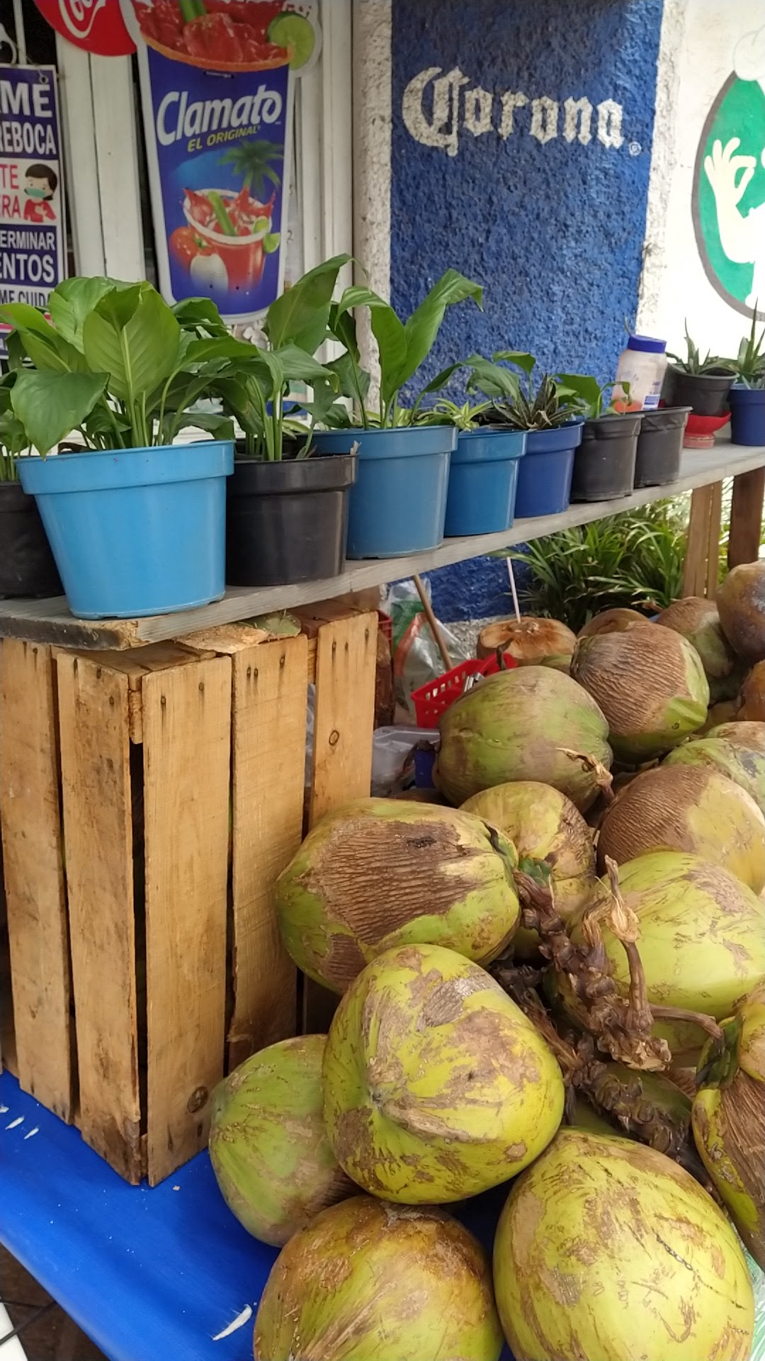 El Coco Feliz image 3