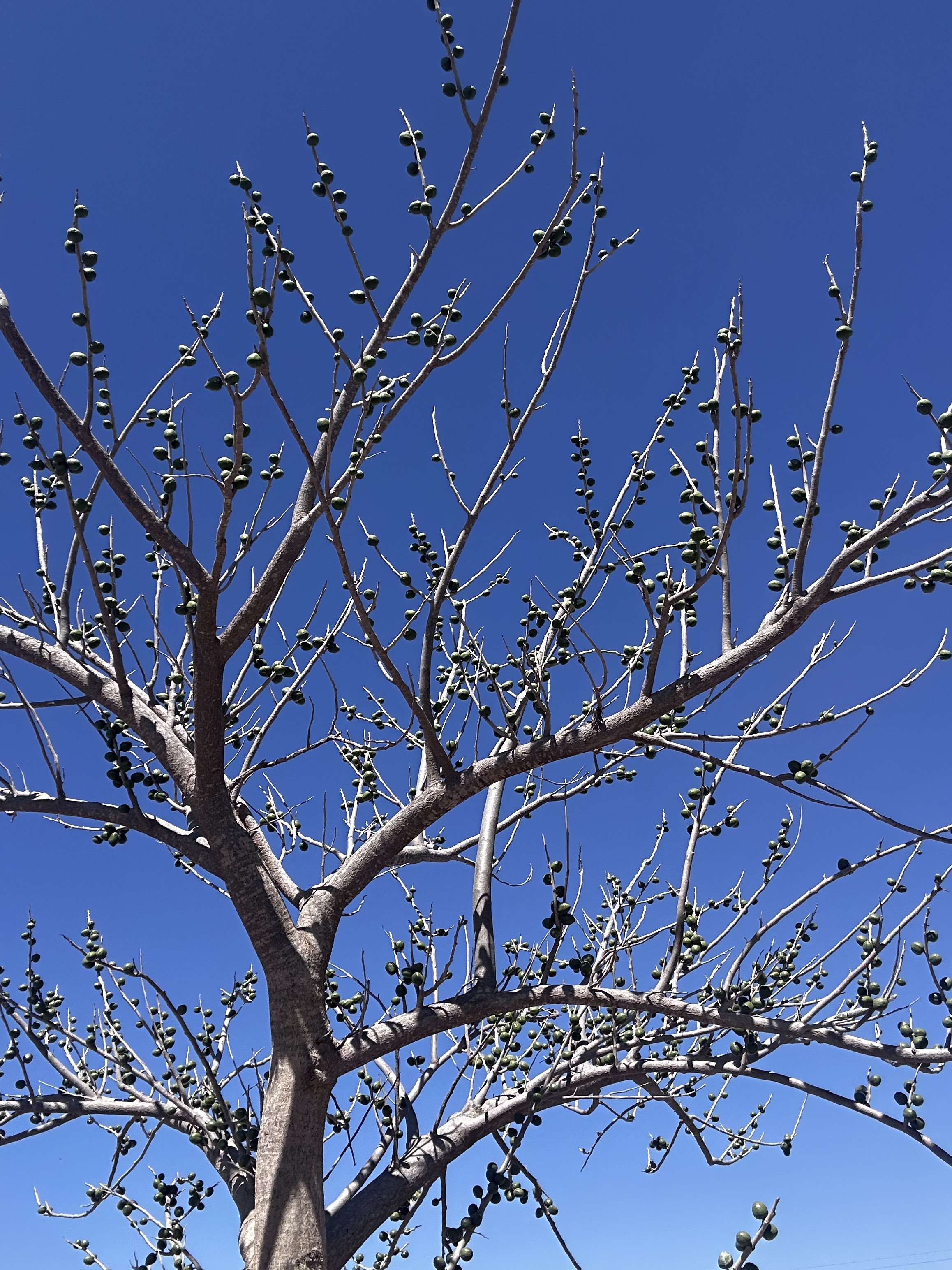 Mariscos El Picudo image 6