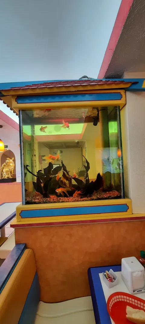 Kowloon Delight Narvarte 九龍餐廳 image 7