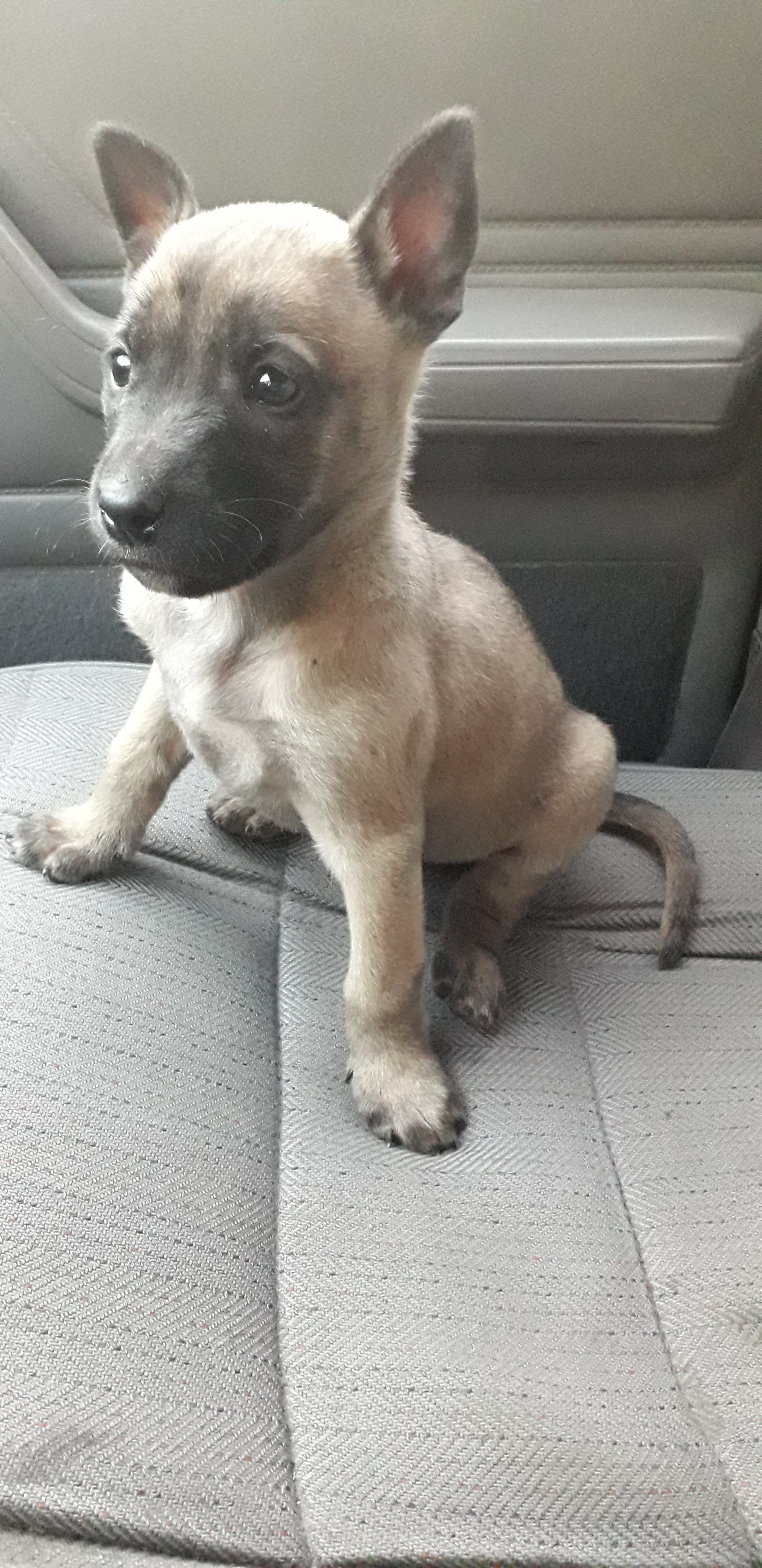 Stars & Cream Altamira image 10