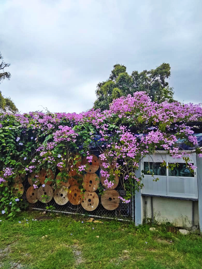 La Palma Restaurant Bar image 6