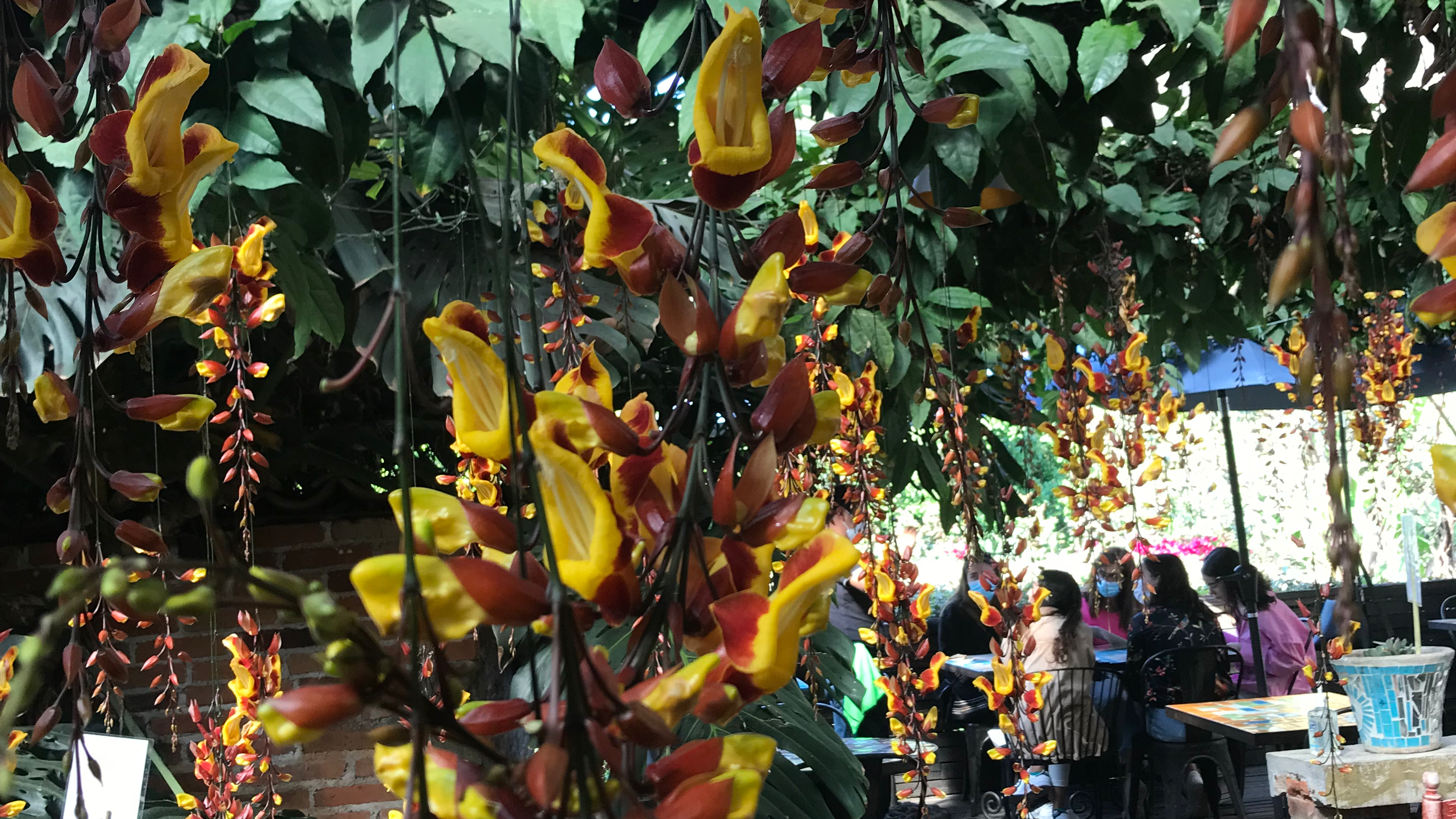 Los Placeres Malinalco image 3