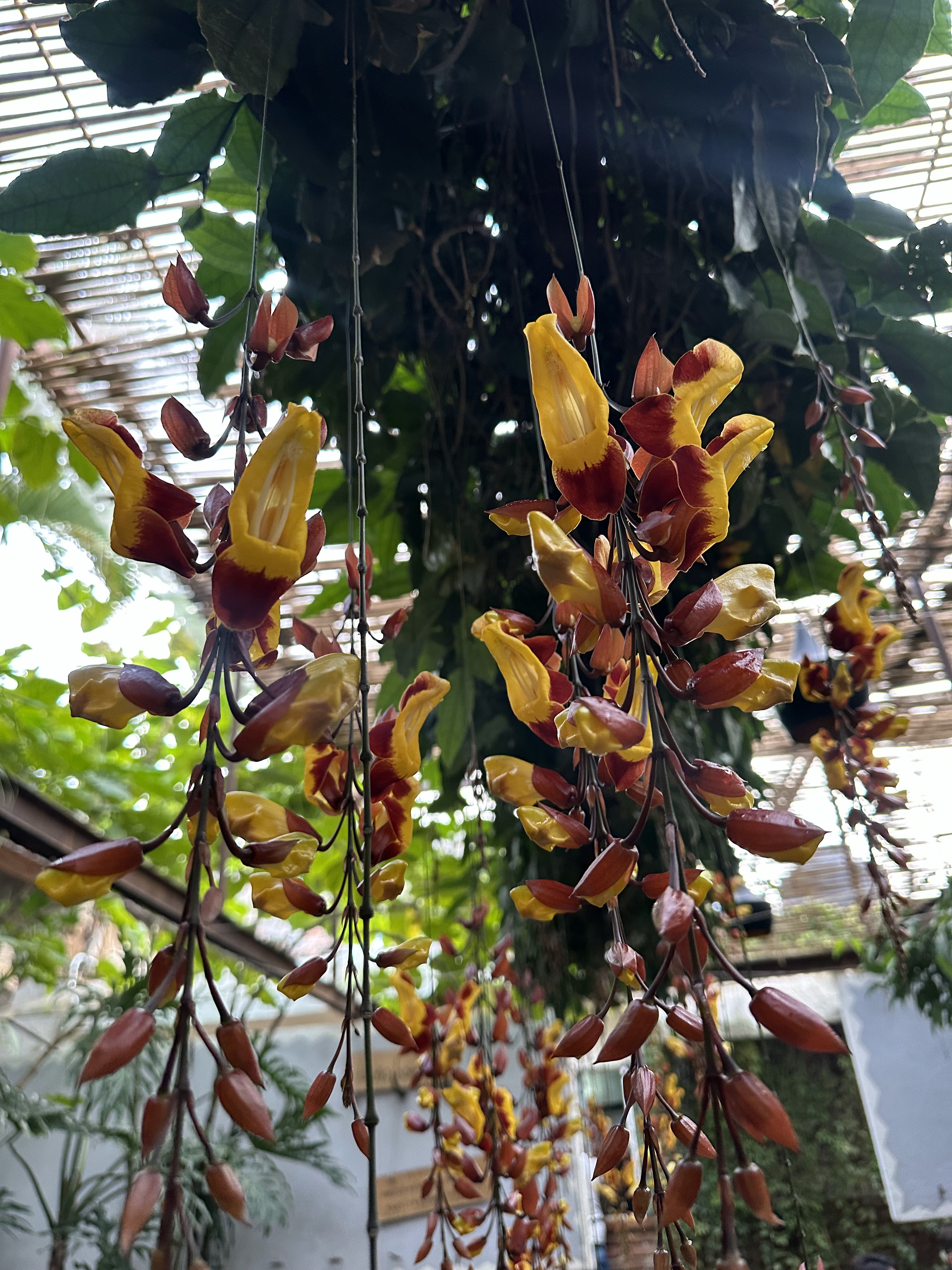 Los Placeres Malinalco image 10