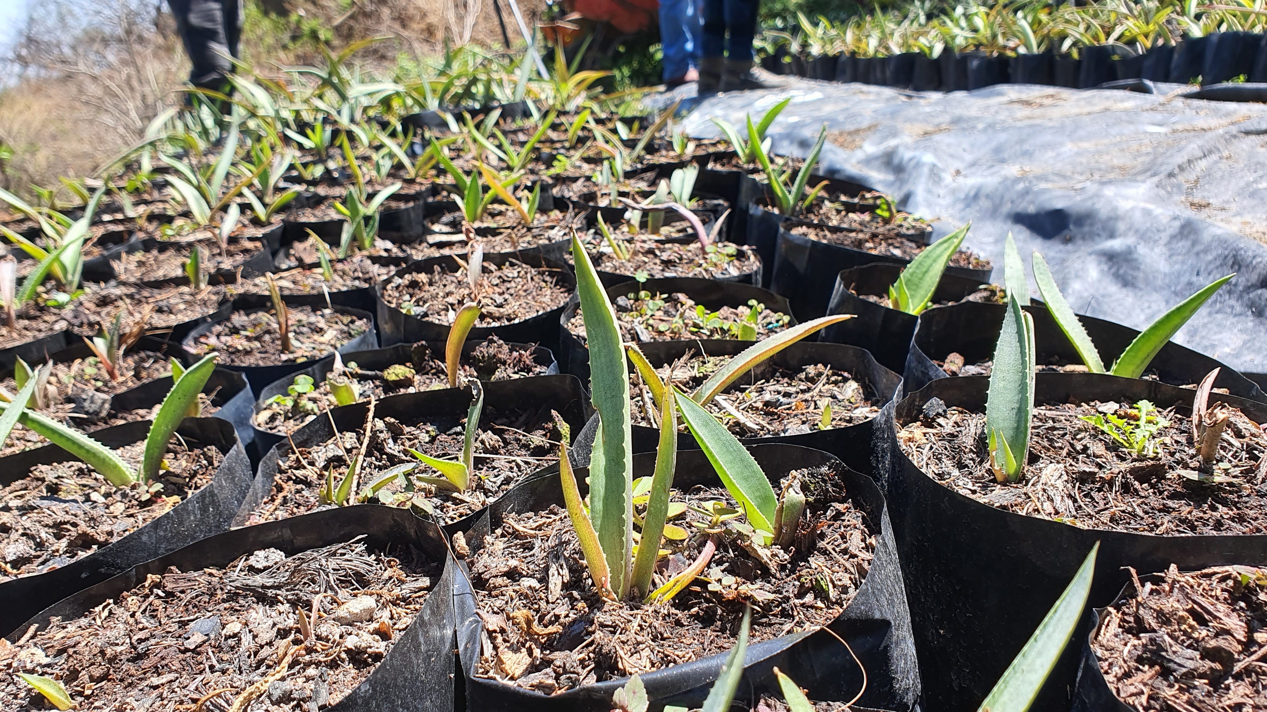 Mezcal La Cascada. image 7