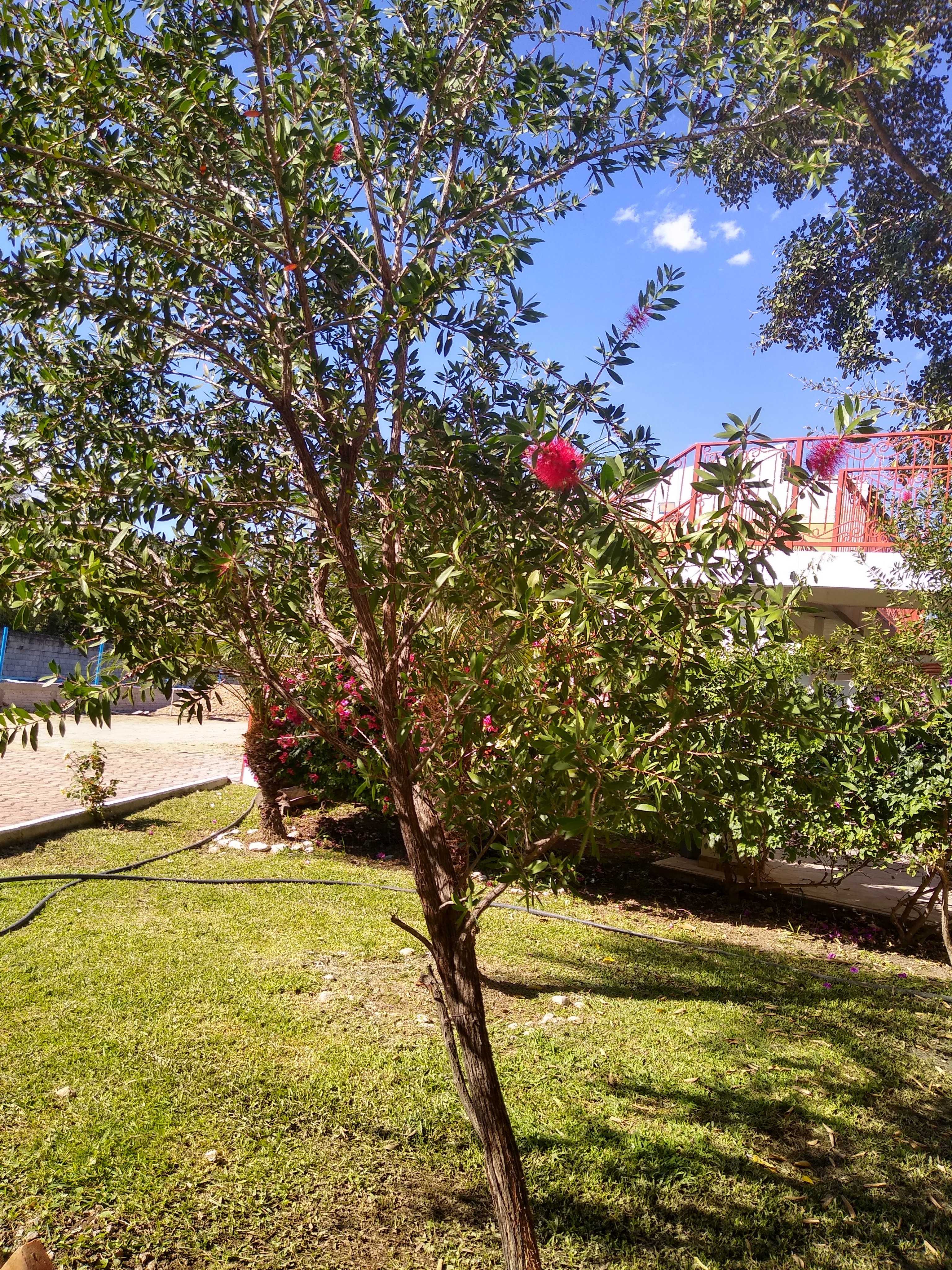 Restaurante Tequila image 8