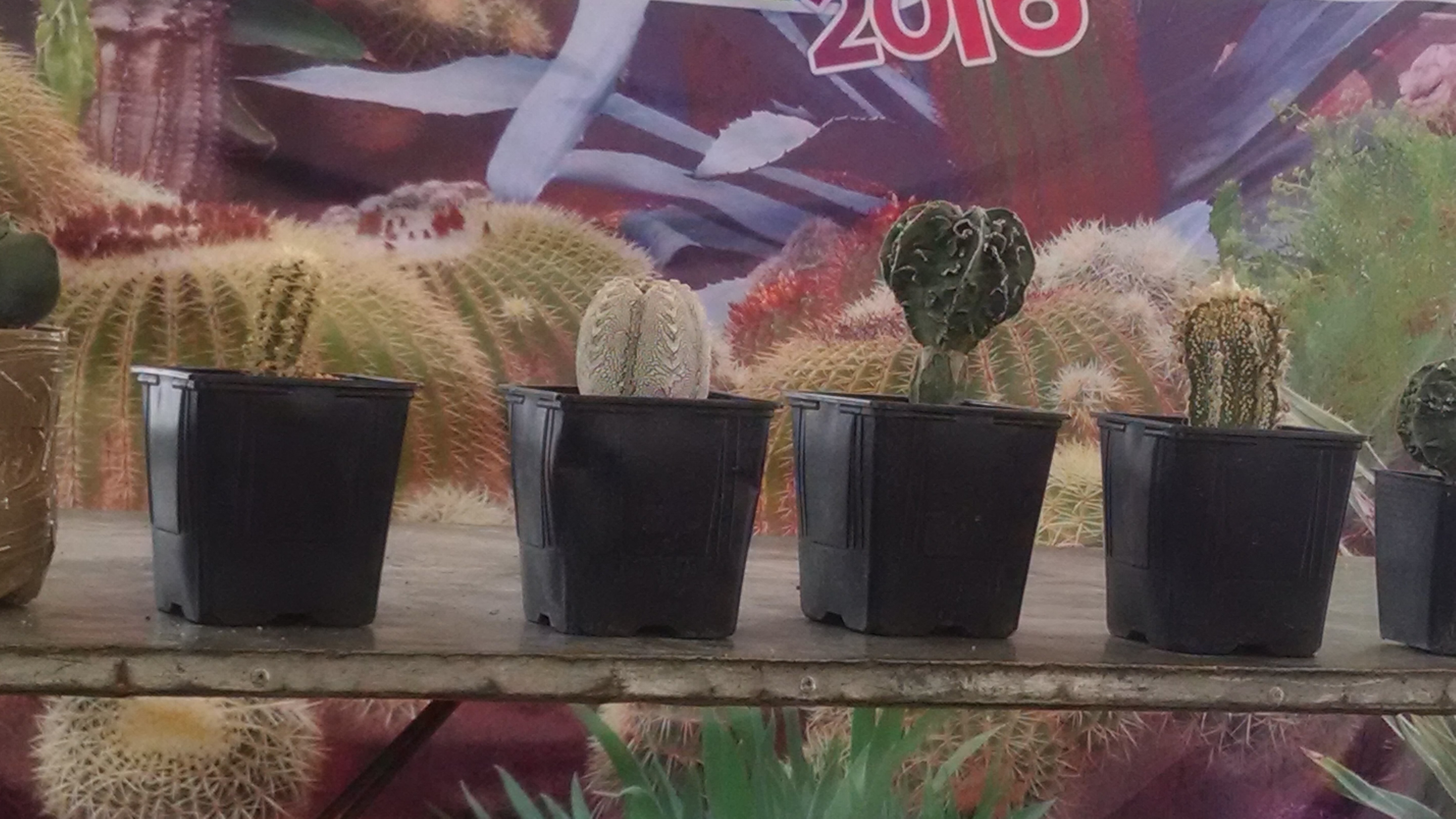 Restaurante Amaranta image 10