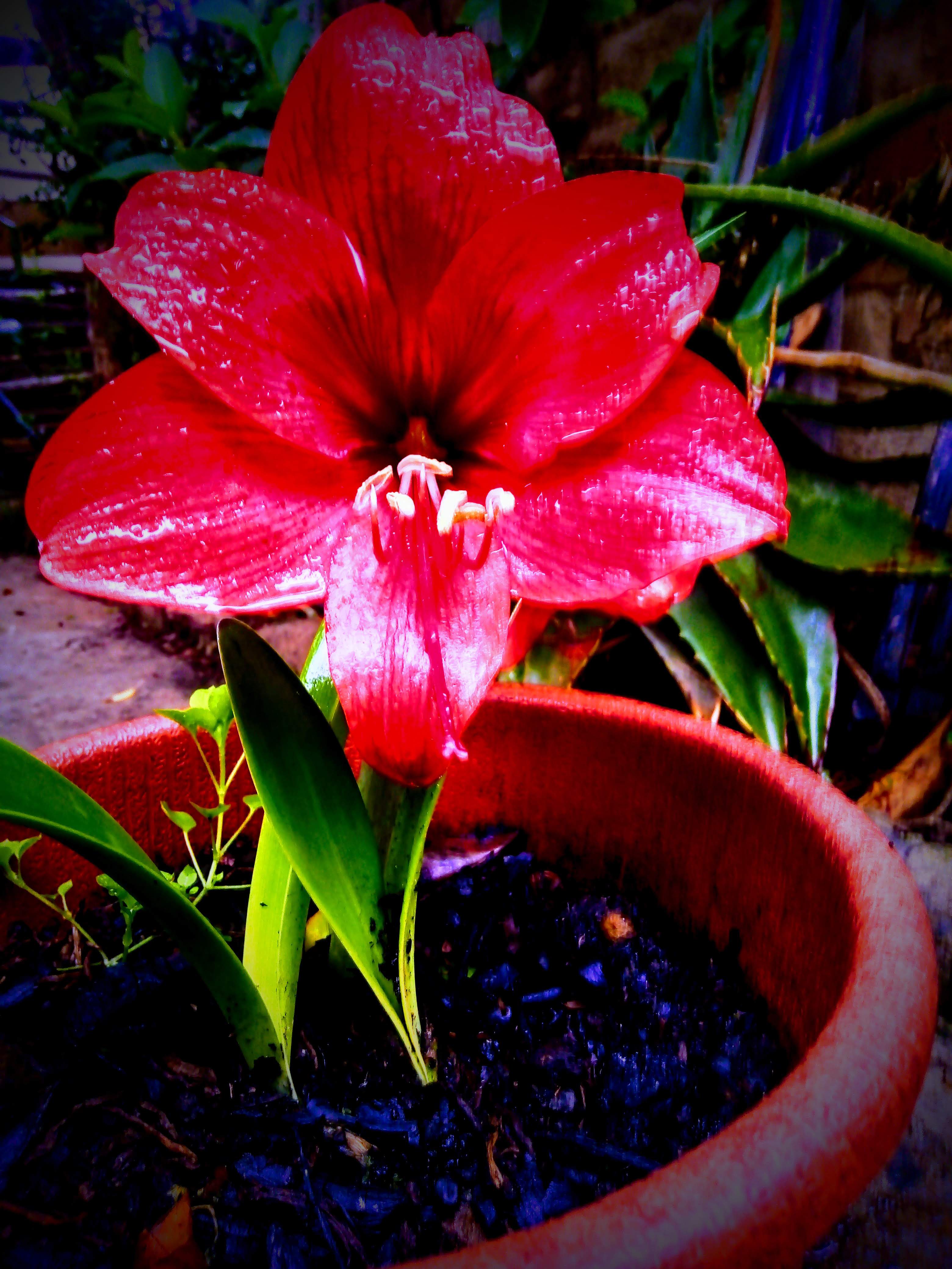 Taquitos San Rafa image 7