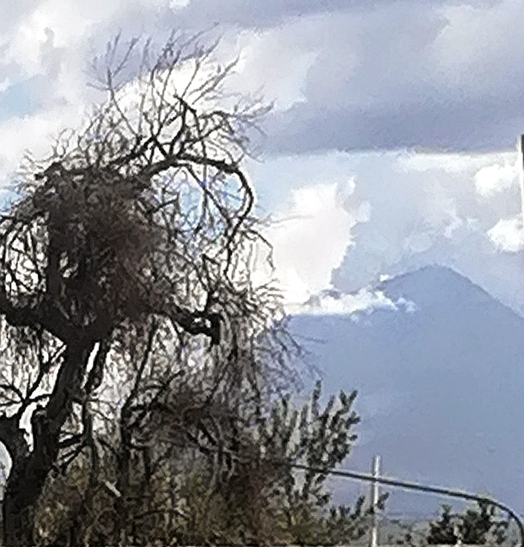 Taquitos San Rafa image 8