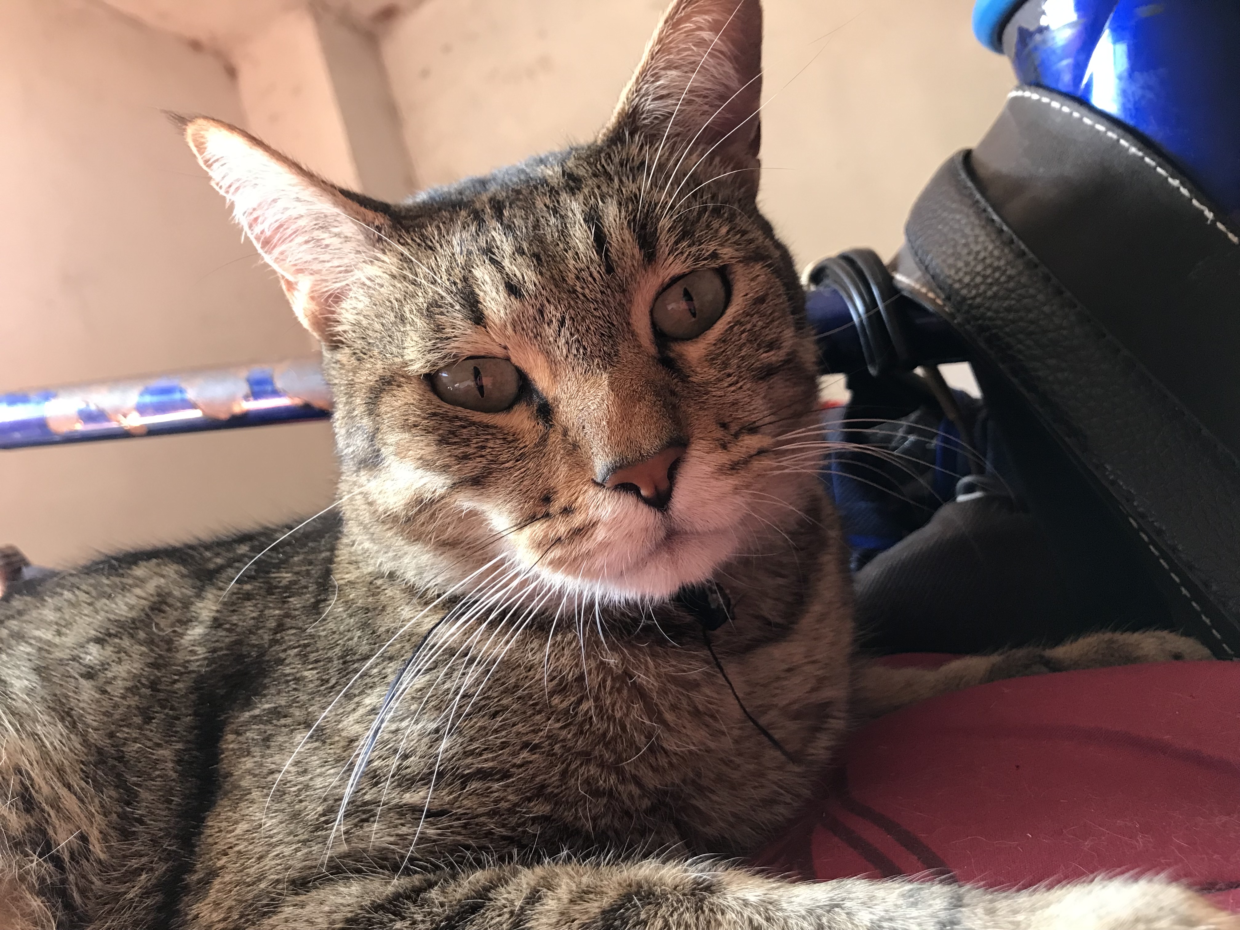 Restaurante de Comida Rápida S.A. de C.V. image 5