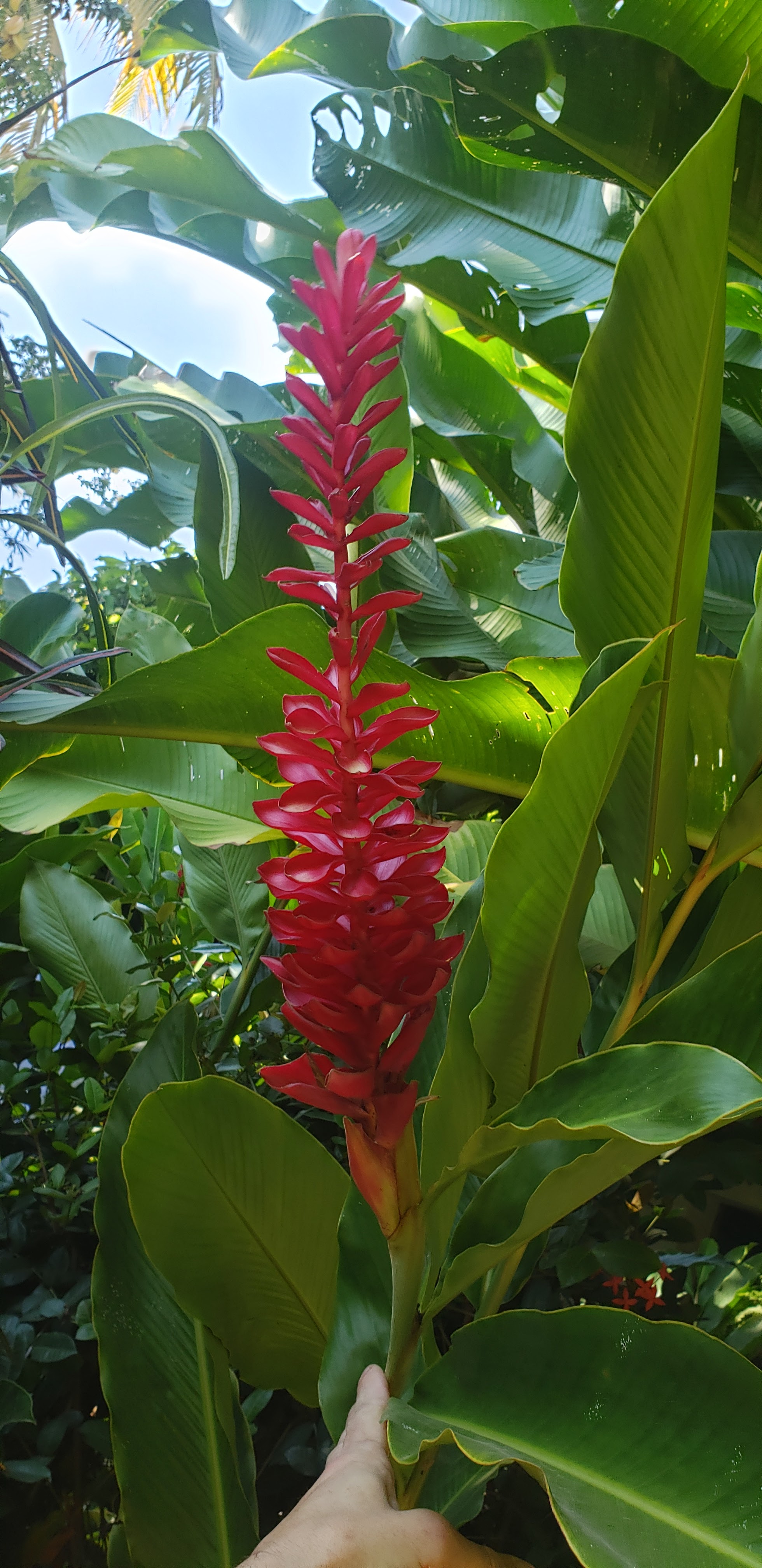 Taquería "Tsompa" image 4