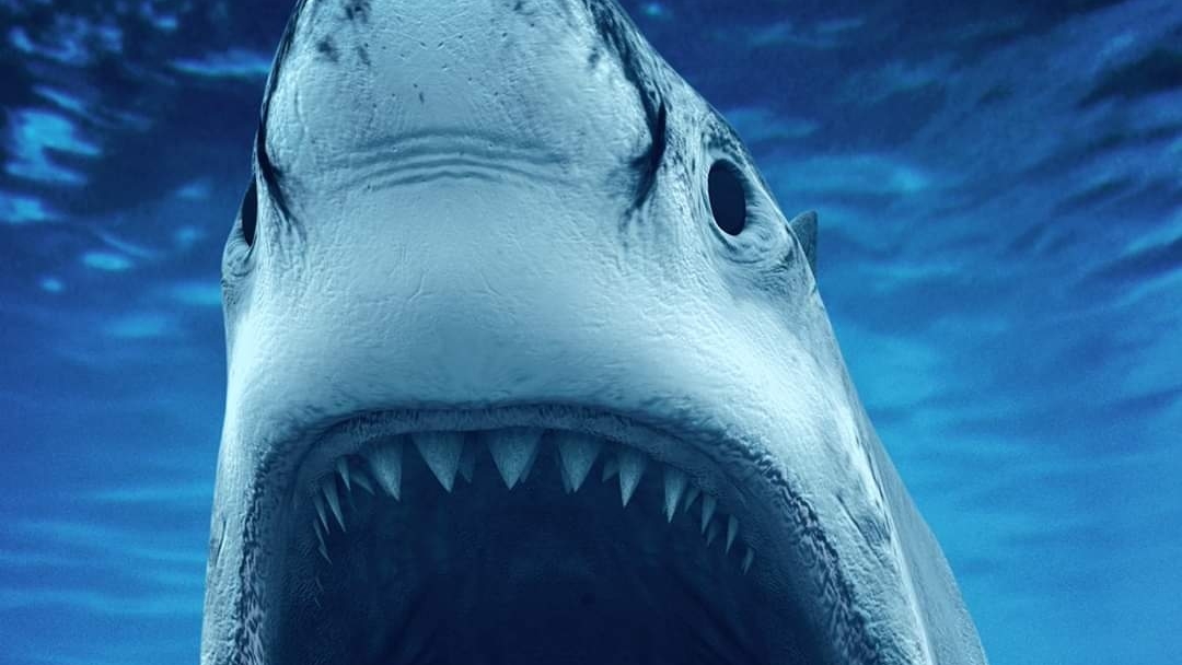 Perla Negra Restaurante y mariscos image 3