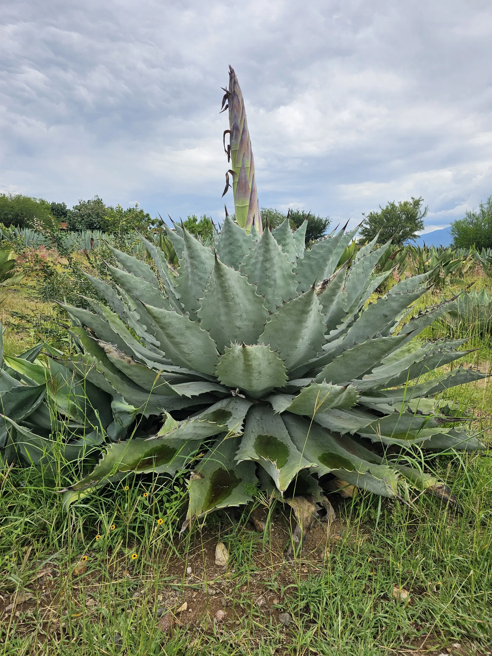 Mezcal Don Agave image 3