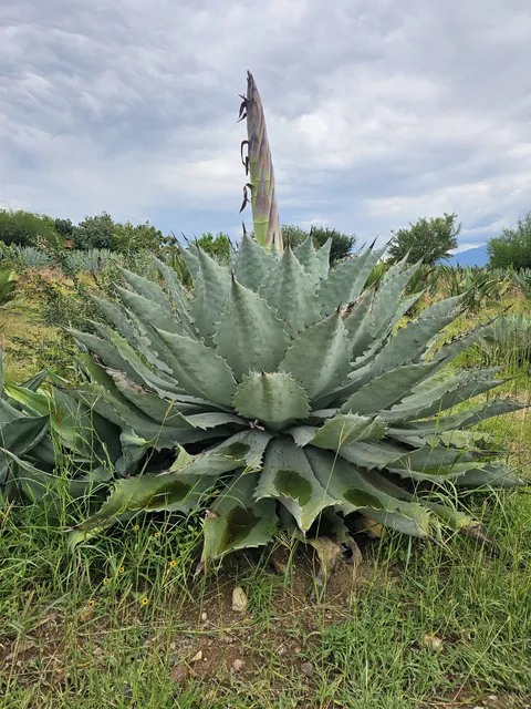 Mezcal Don Agave image 3