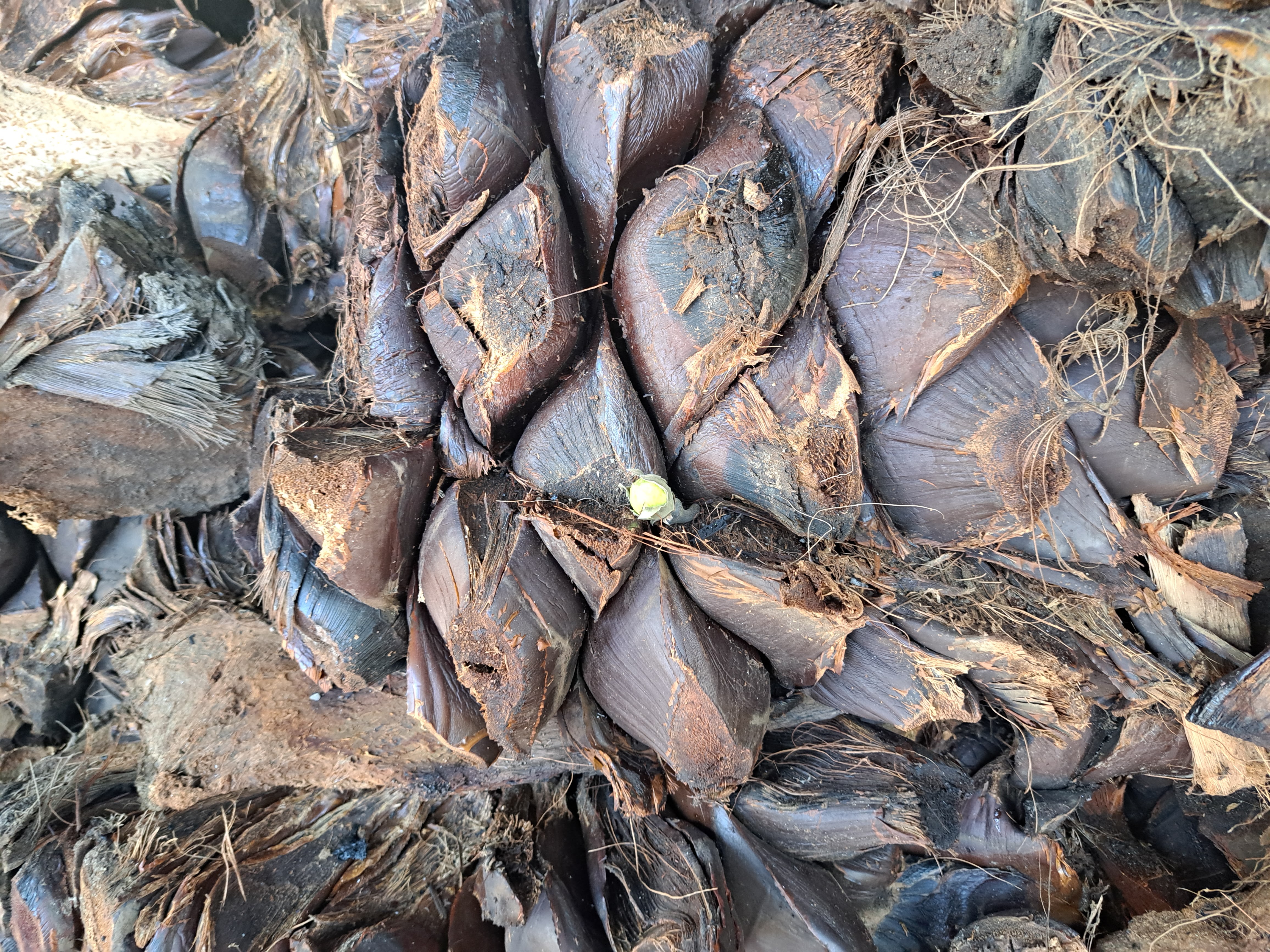 Casa Cortador Mezcaleria image 2