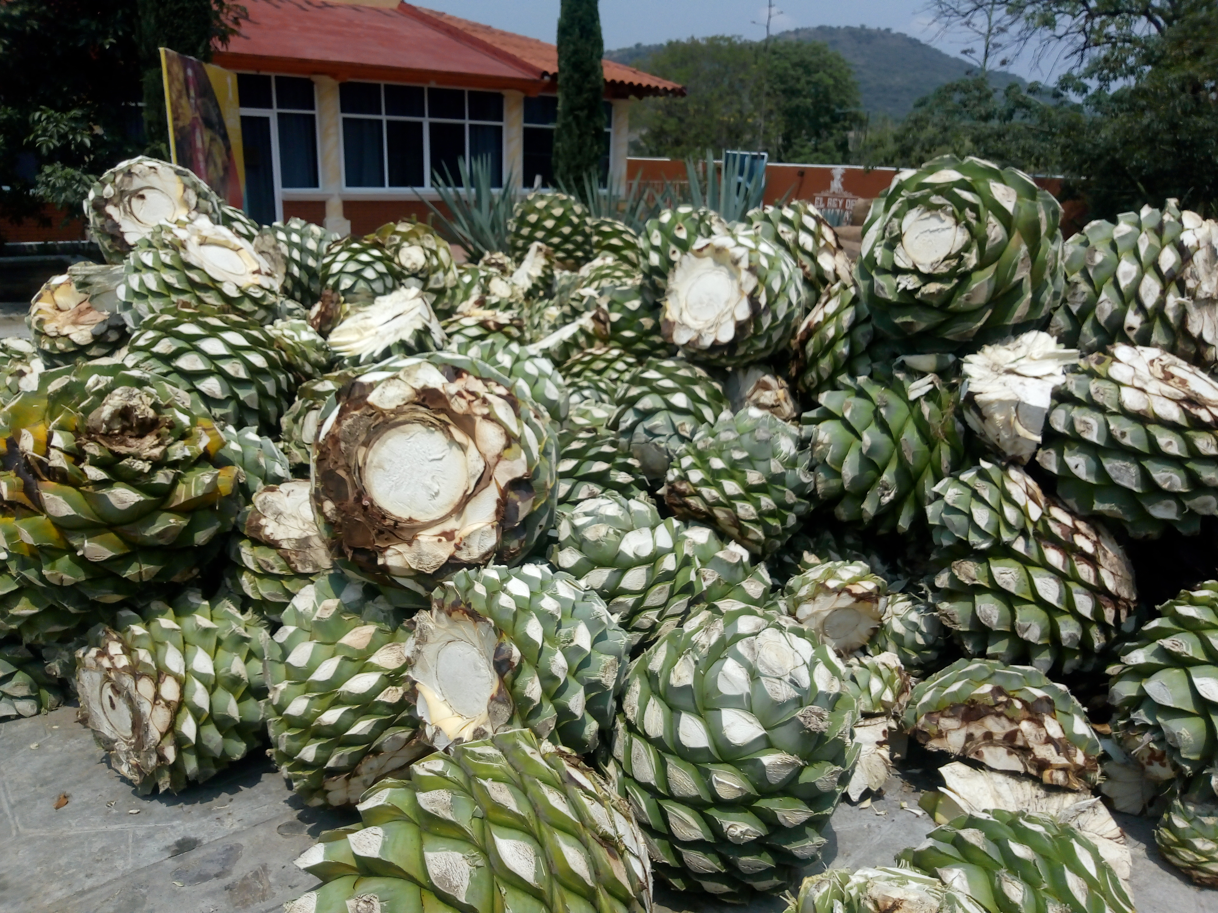 Casa Cortador Mezcaleria image 3