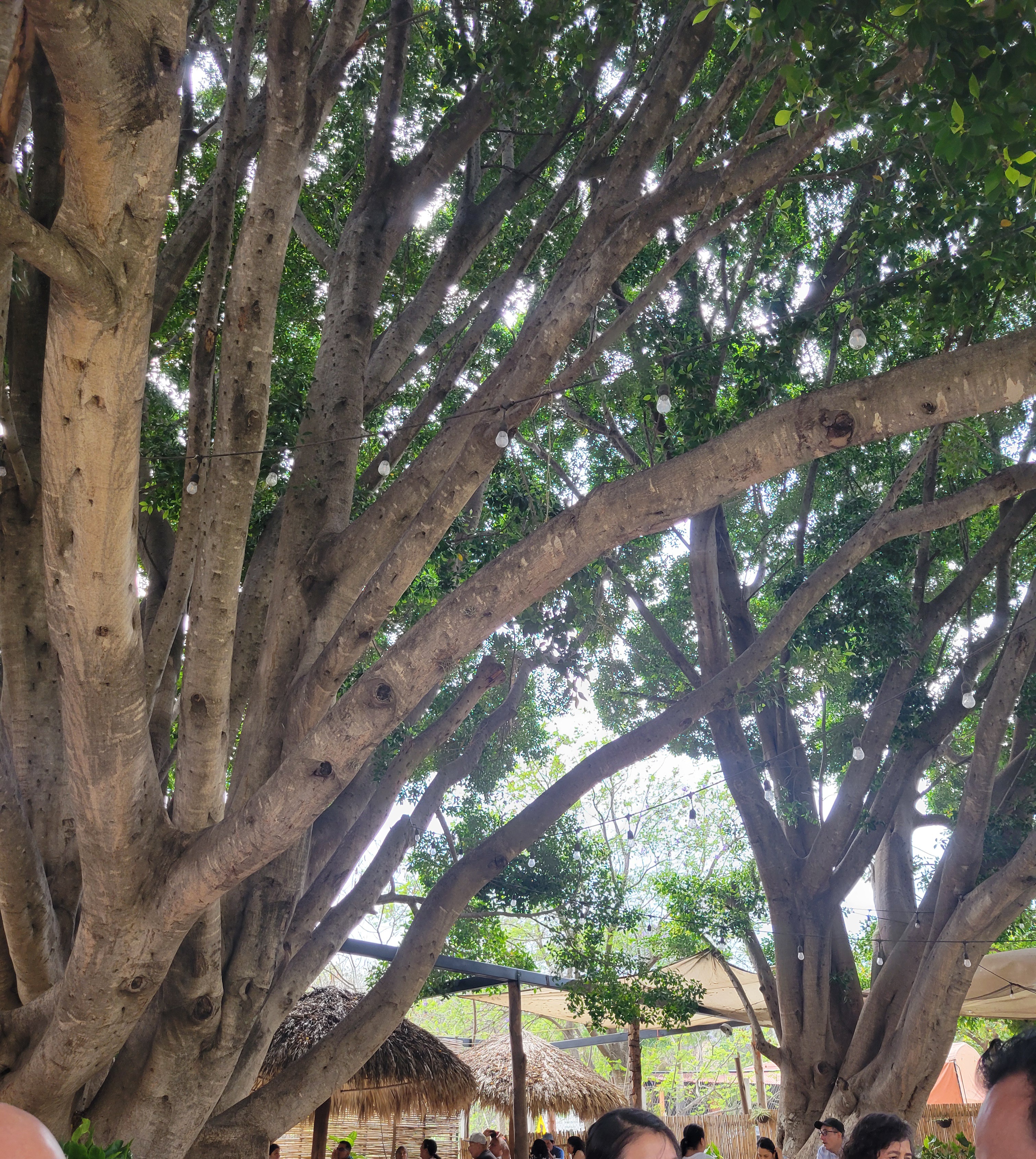 Las Brasas Restaurante Familiar image 9