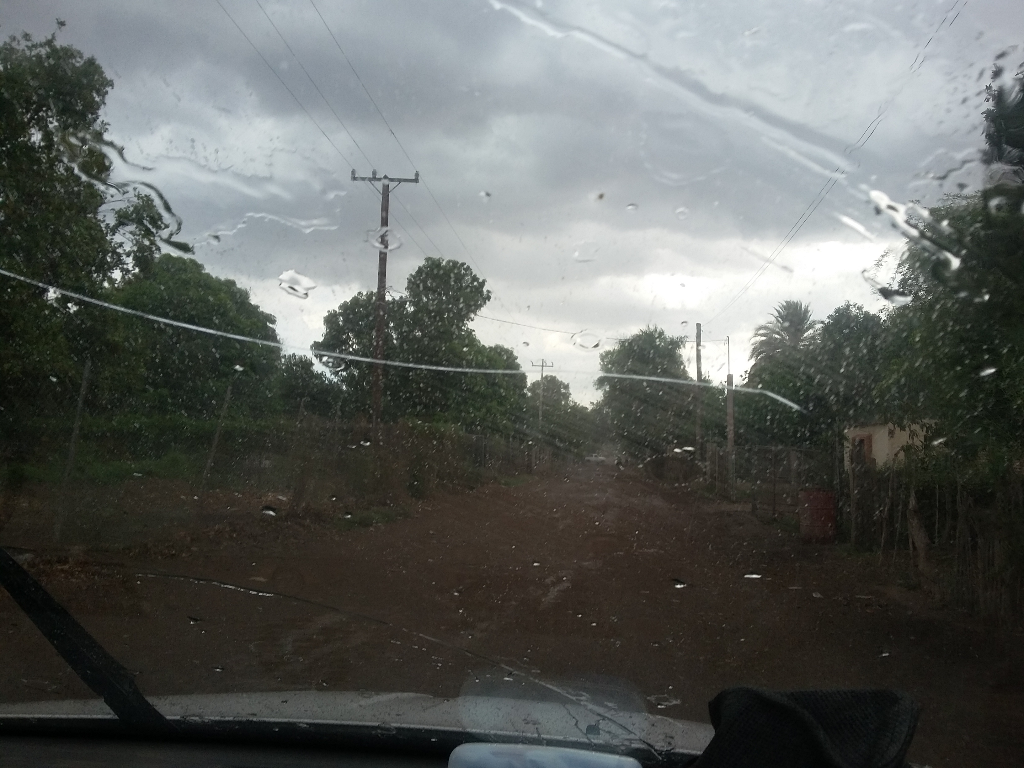 Dogos "Tachy" image 5