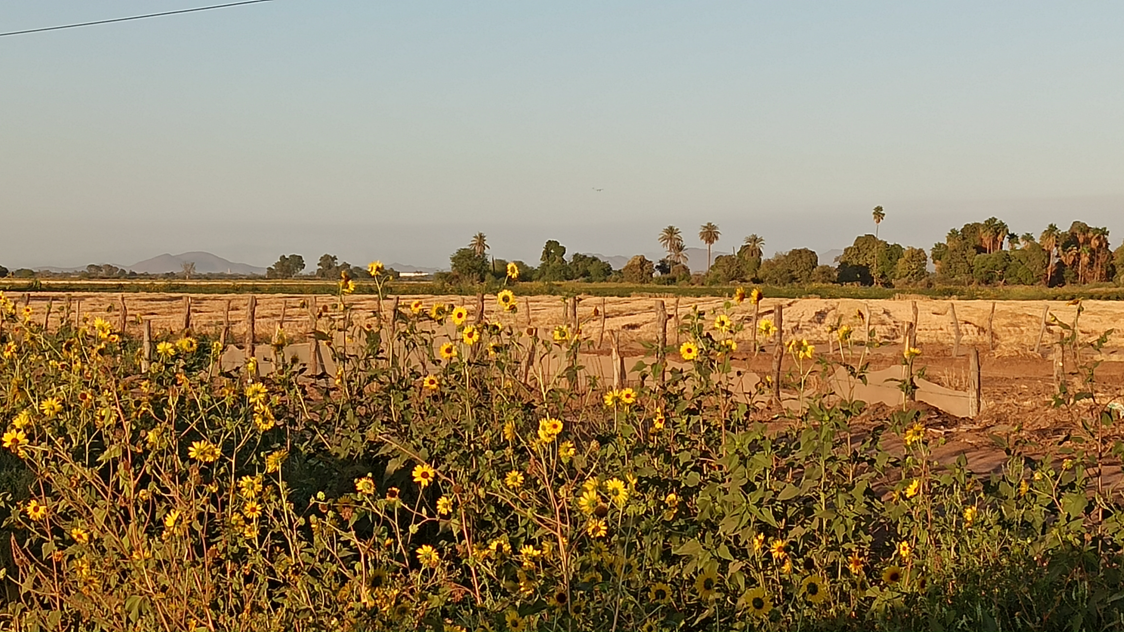 Cocos El Álamo image 4