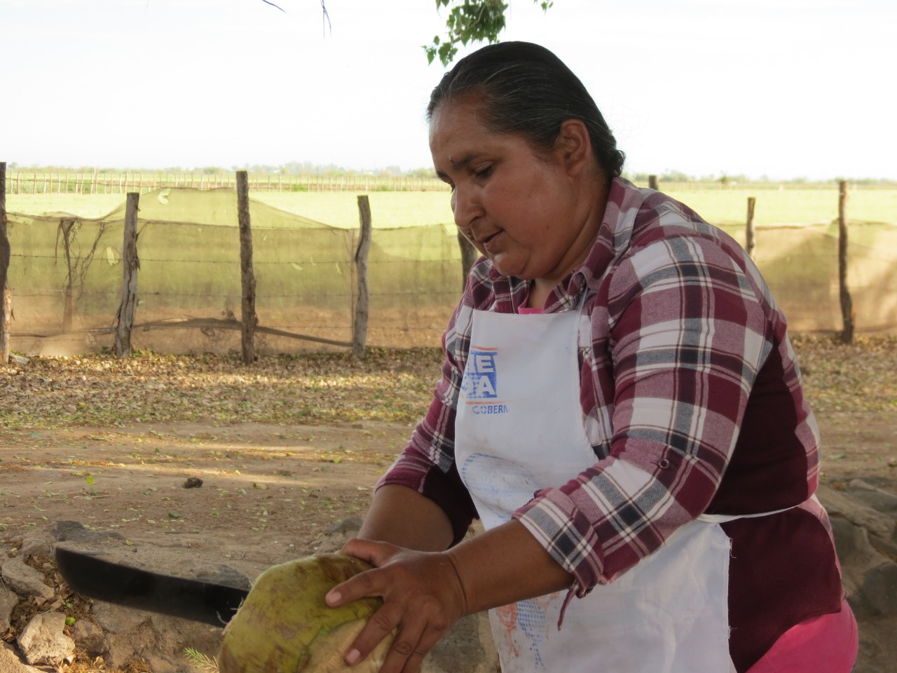 Cocos El Álamo image 7